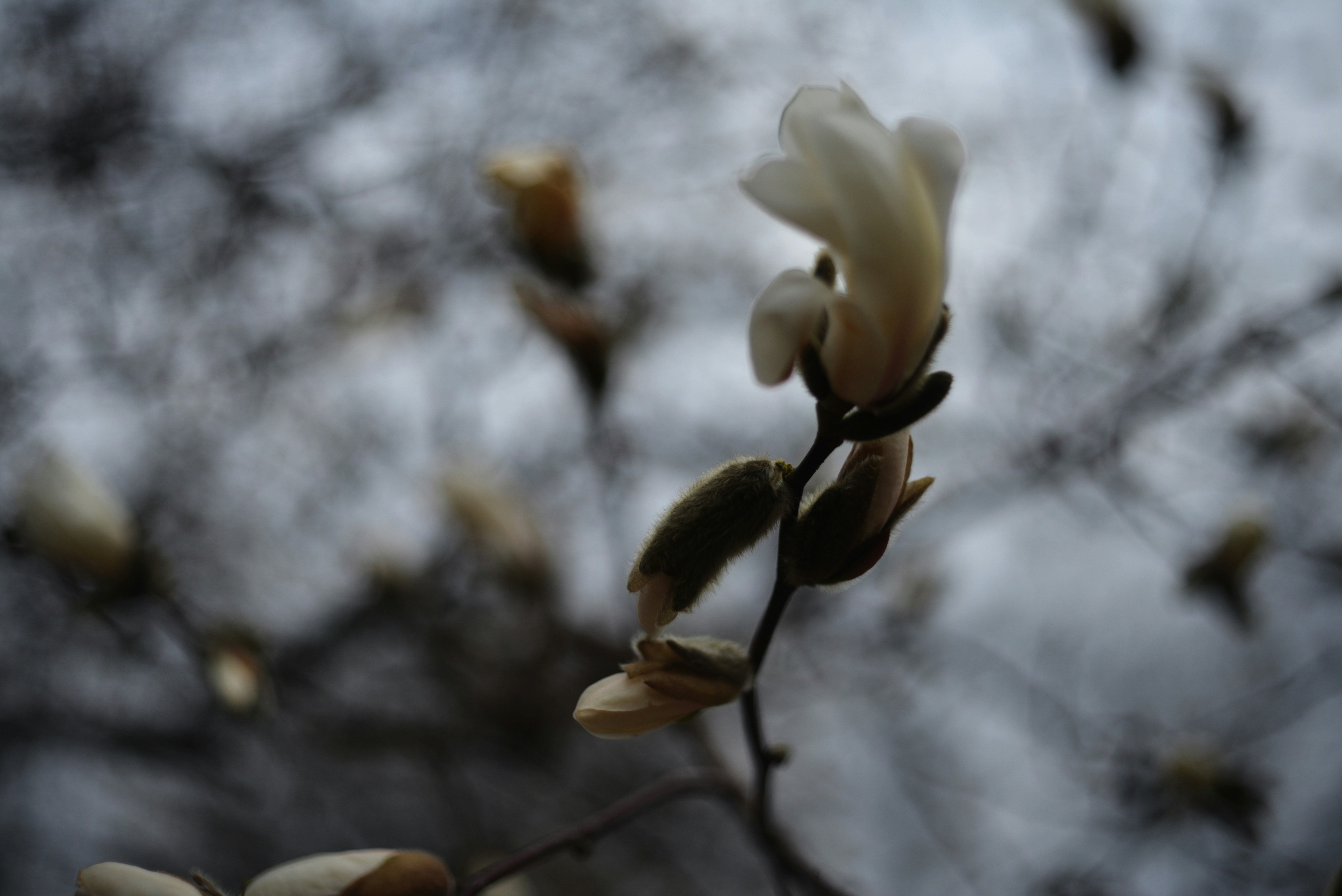 Photo by cherstve_pechivo