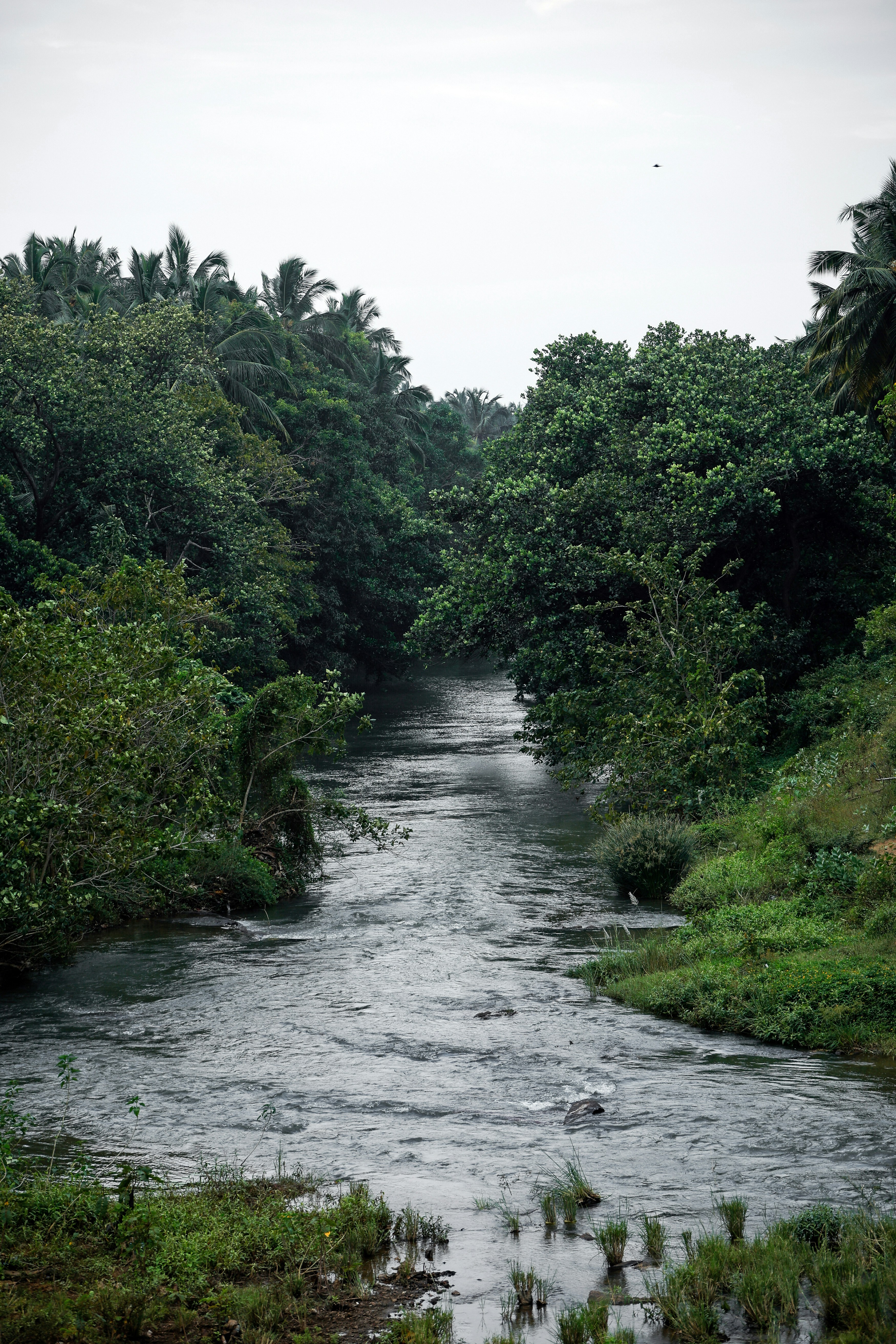 A river flows through lush green trees. photo – Free Forest Image on ...