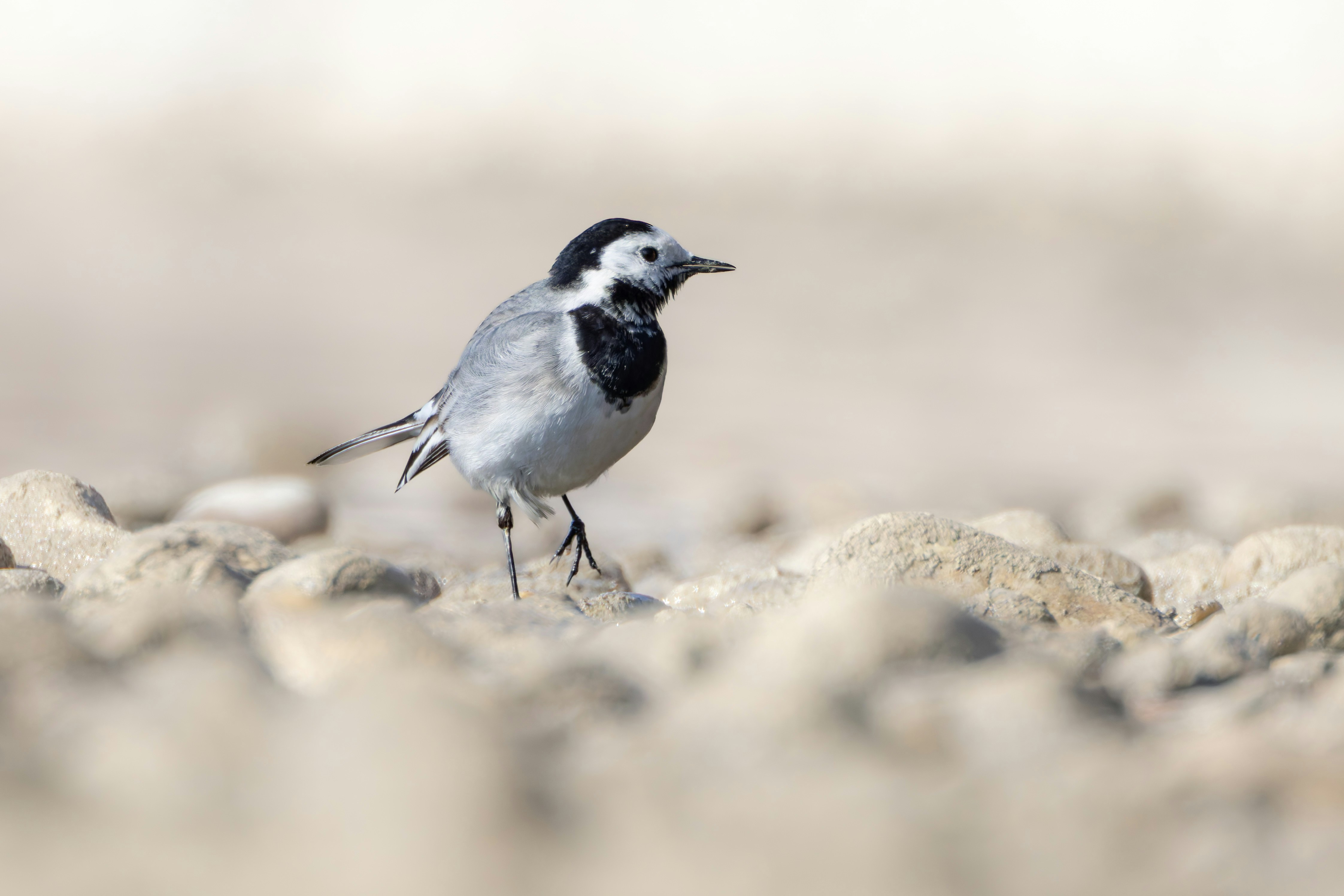 A white wagtail stands on a rocky ground.