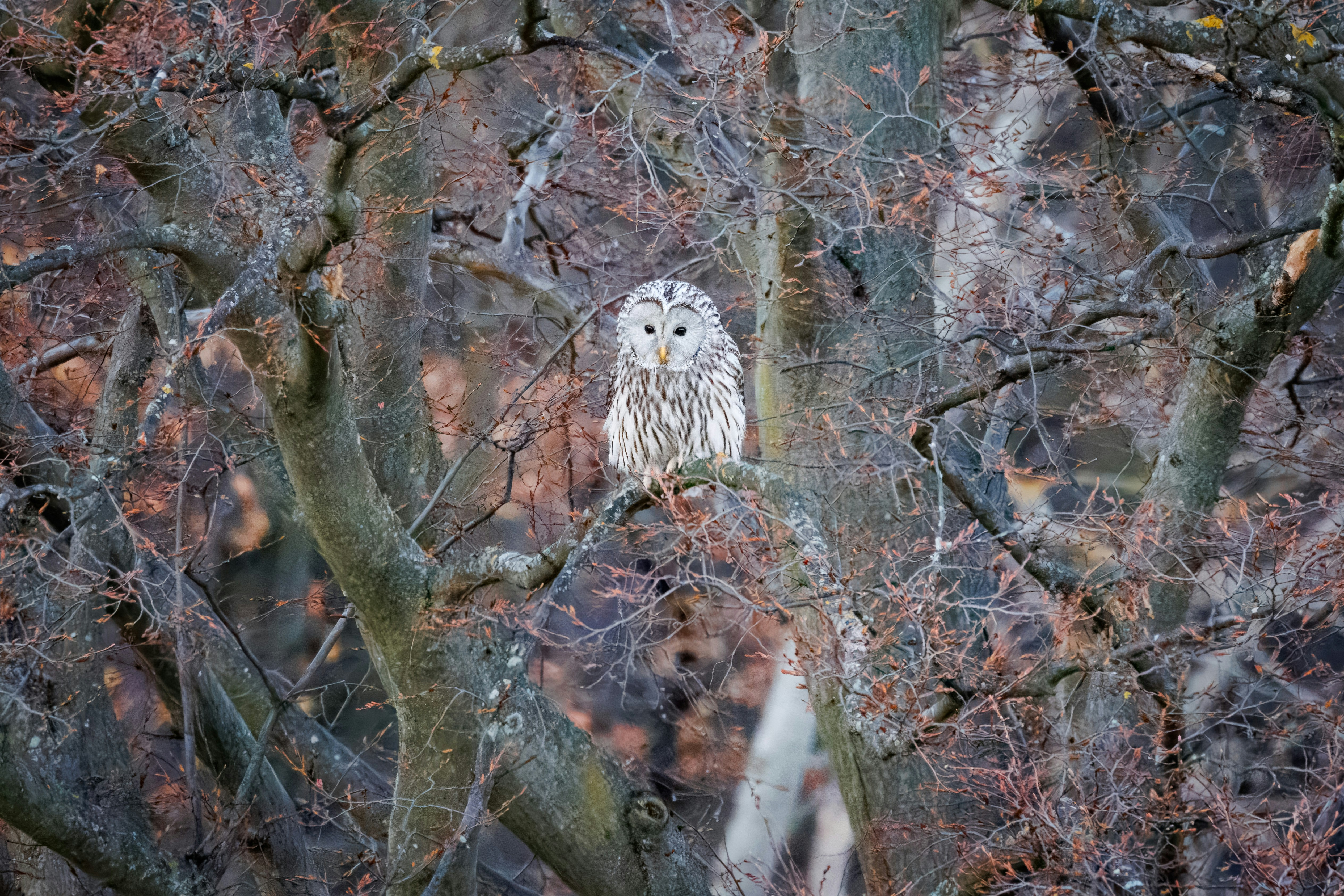An owl perches in a tree.