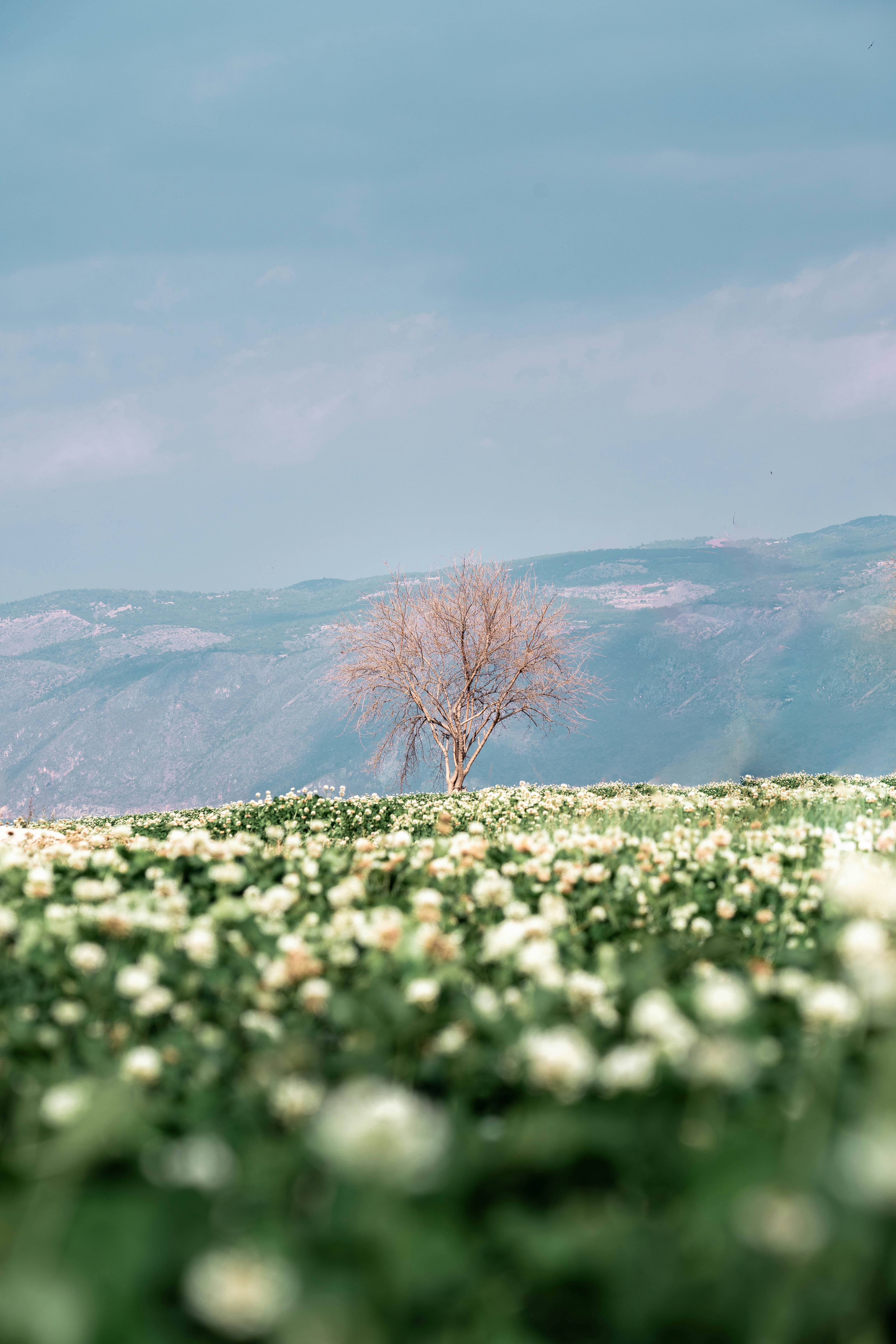 A lonely tree stands above a field of flowers.