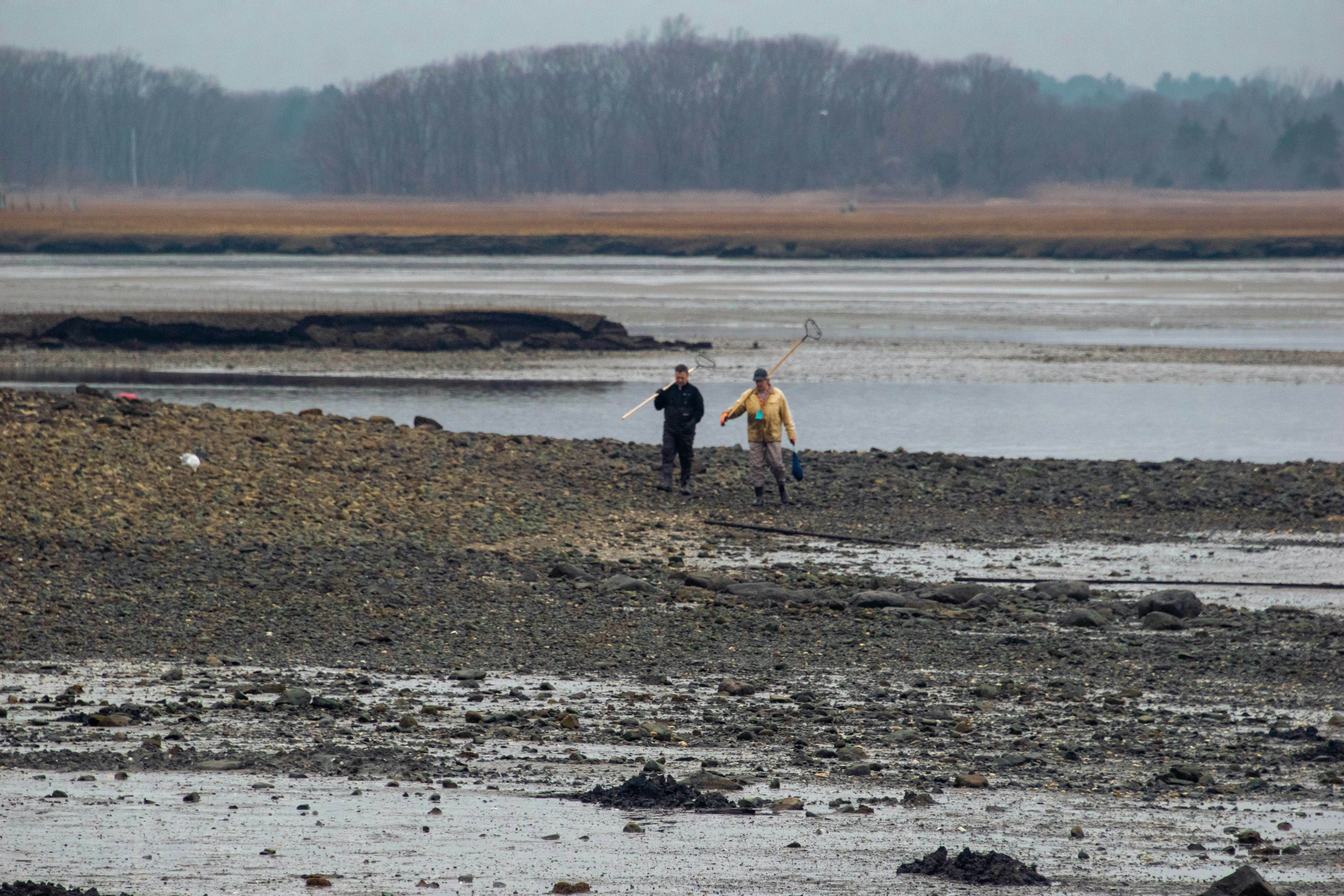 People are walking on a muddy, exposed shoreline.