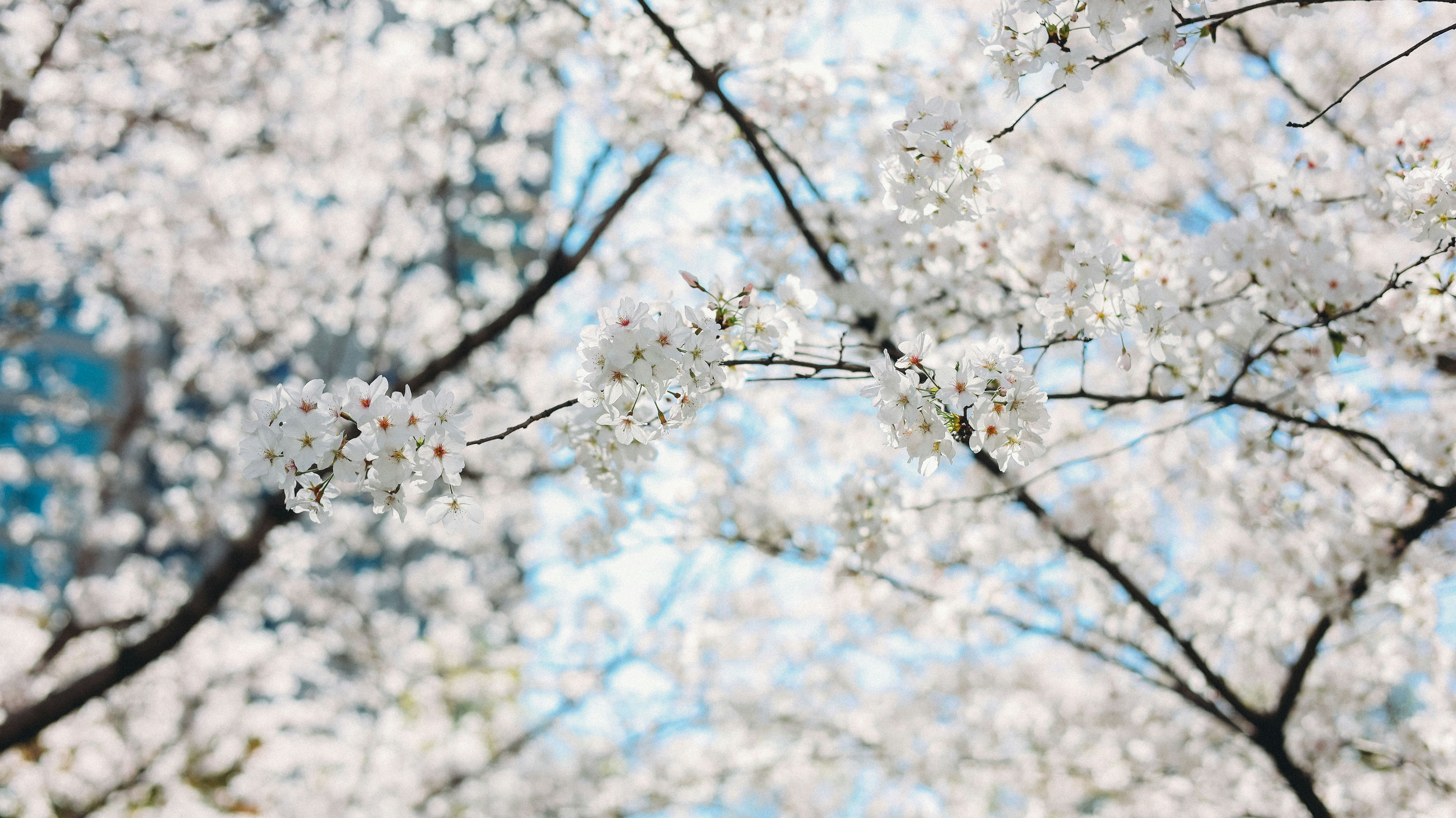 Photo by samyzfs