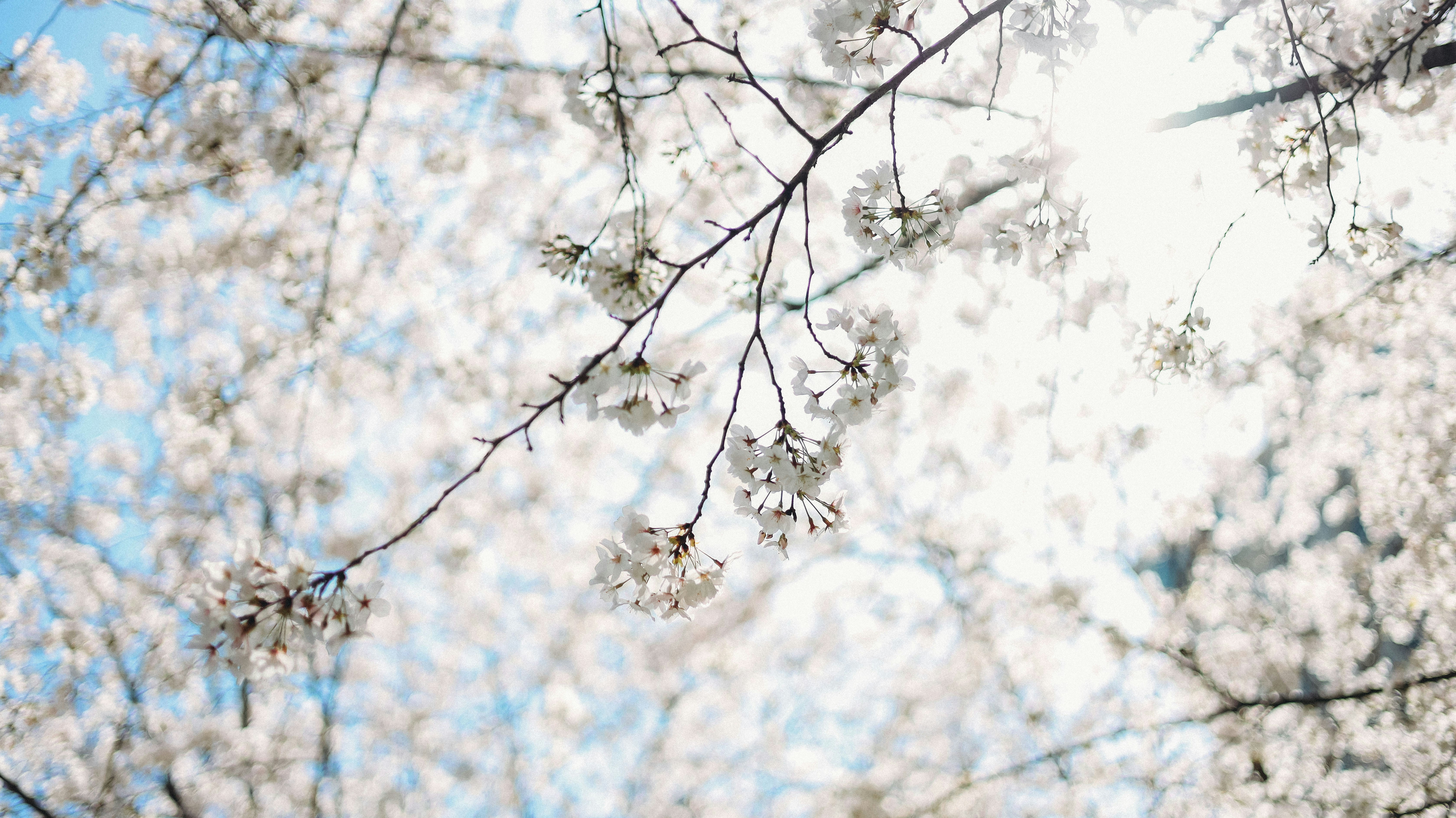 Photo by samyzfs