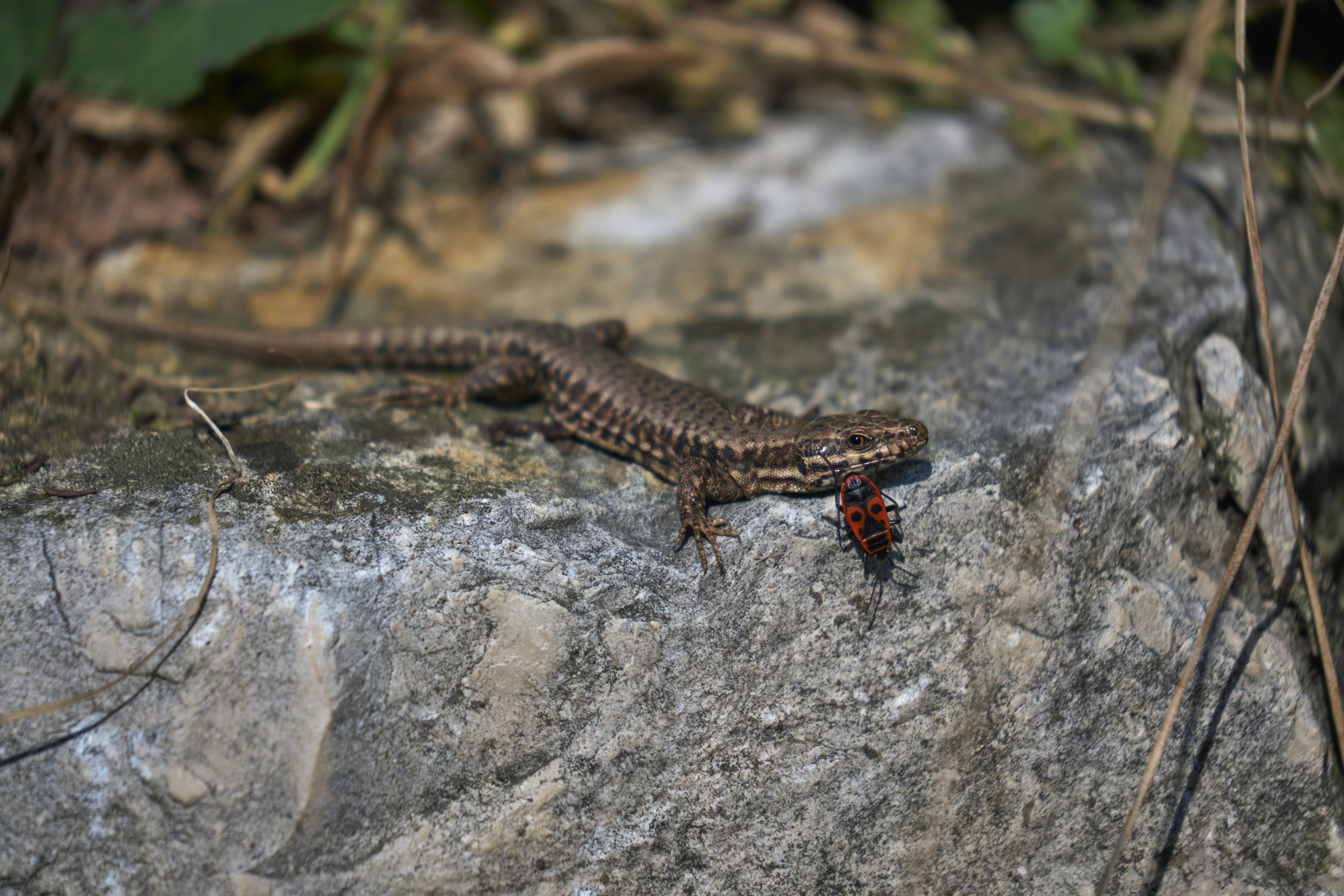 Photo by wolfgang_hasselmann