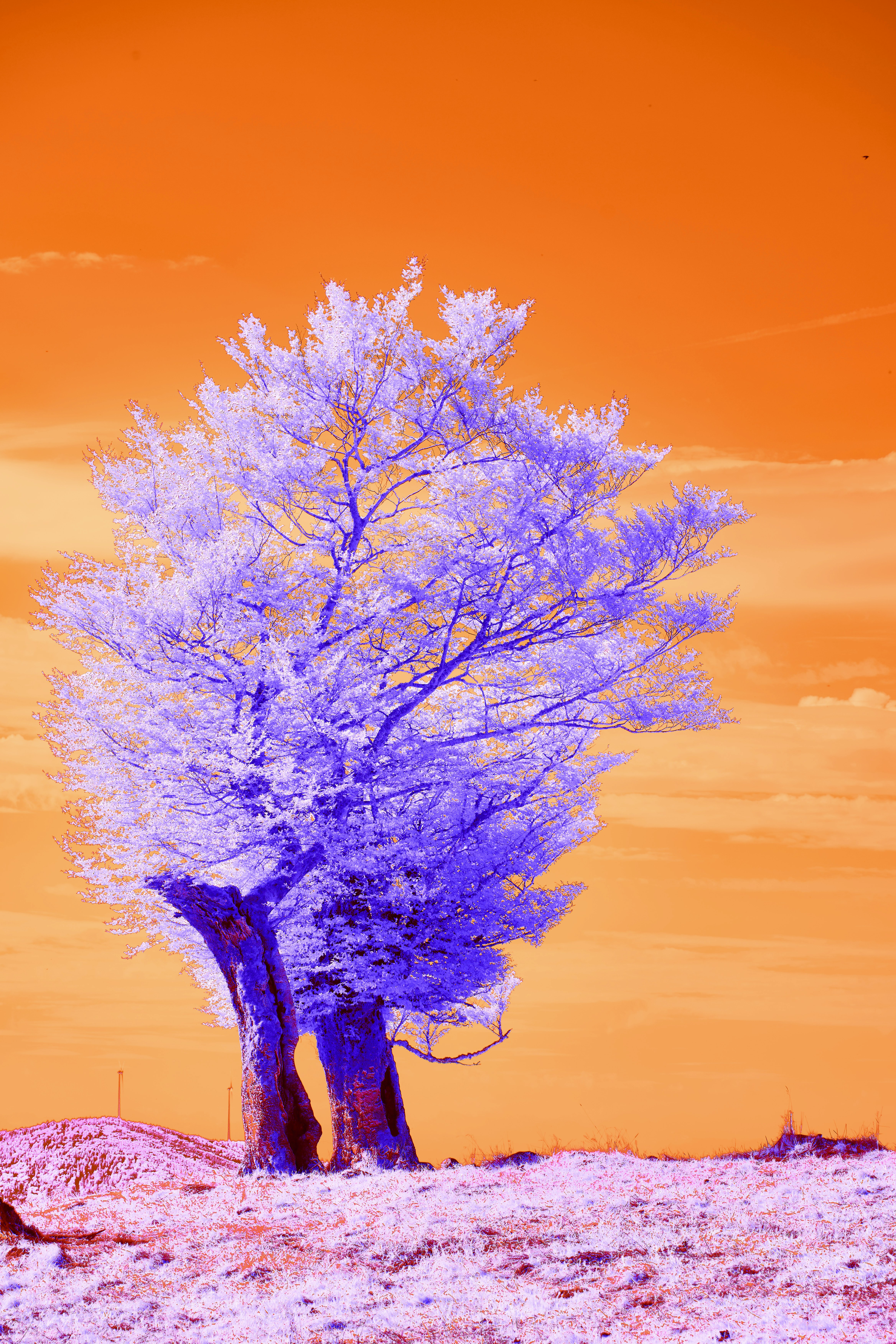 Photo by wolfgang_hasselmann