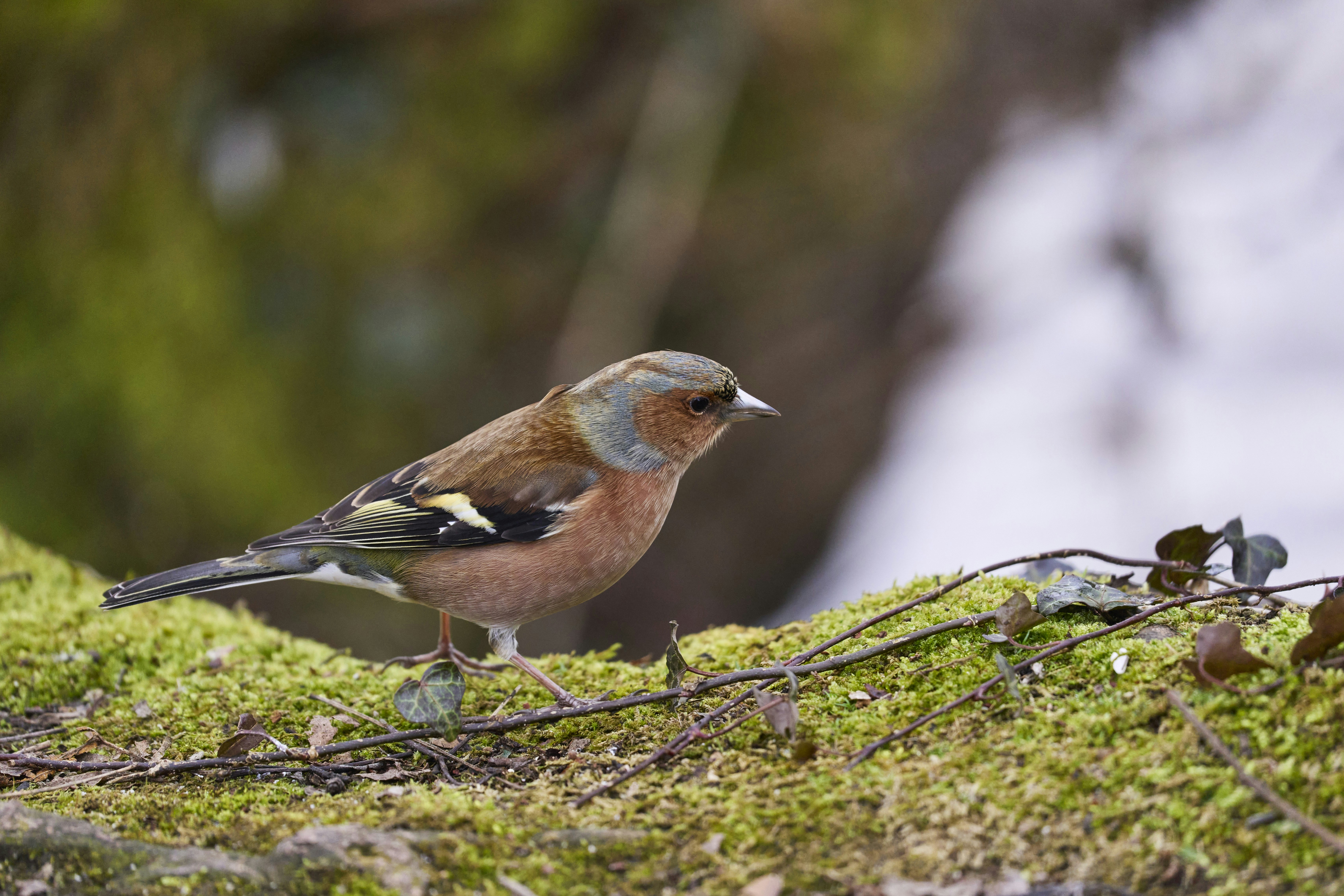 Photo by wolfgang_hasselmann