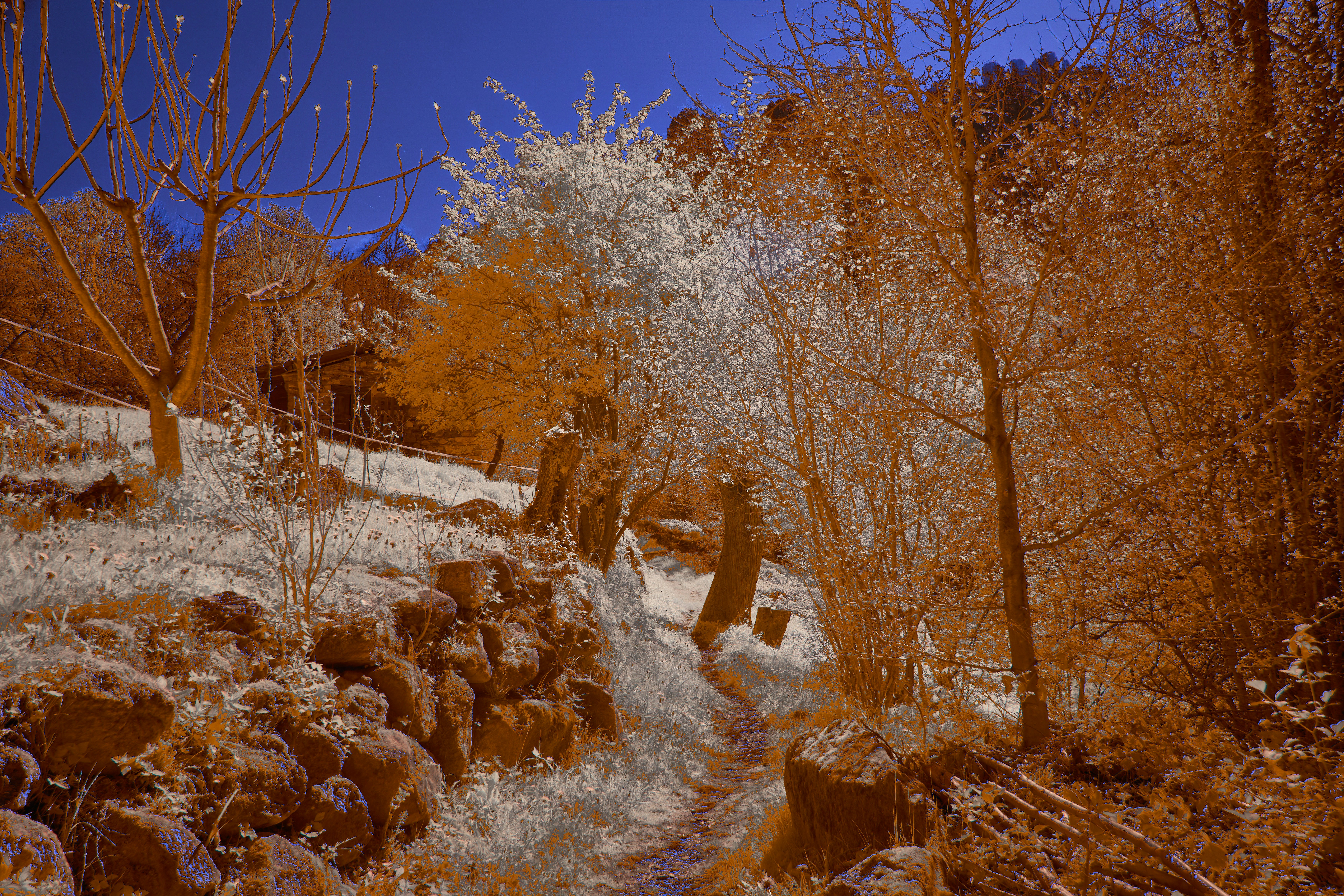 Photo by wolfgang_hasselmann