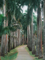 Palm trees line a pathway, creating a tunnel.