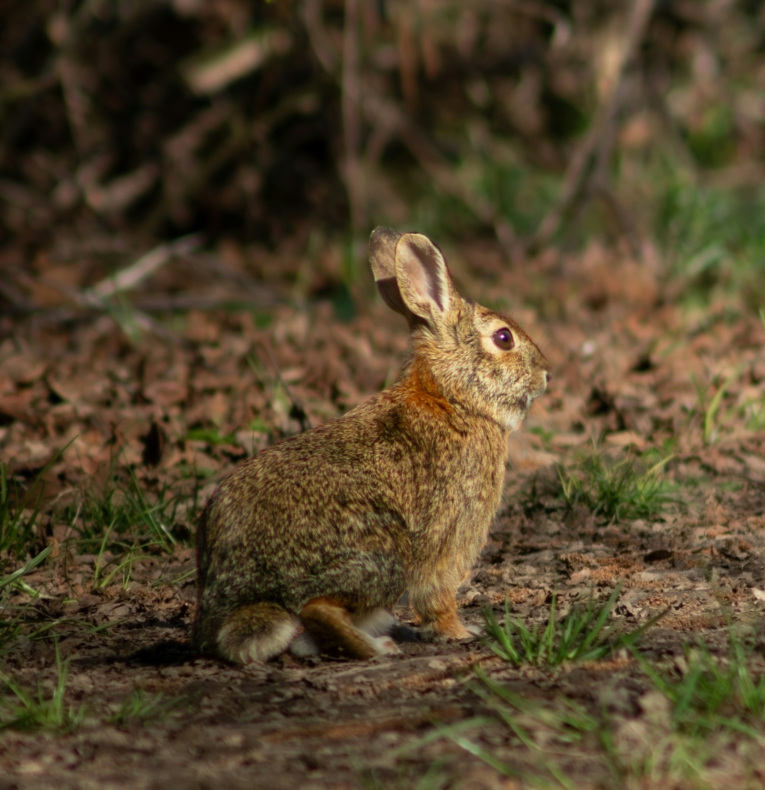 A brown rabbit sits in the forest.