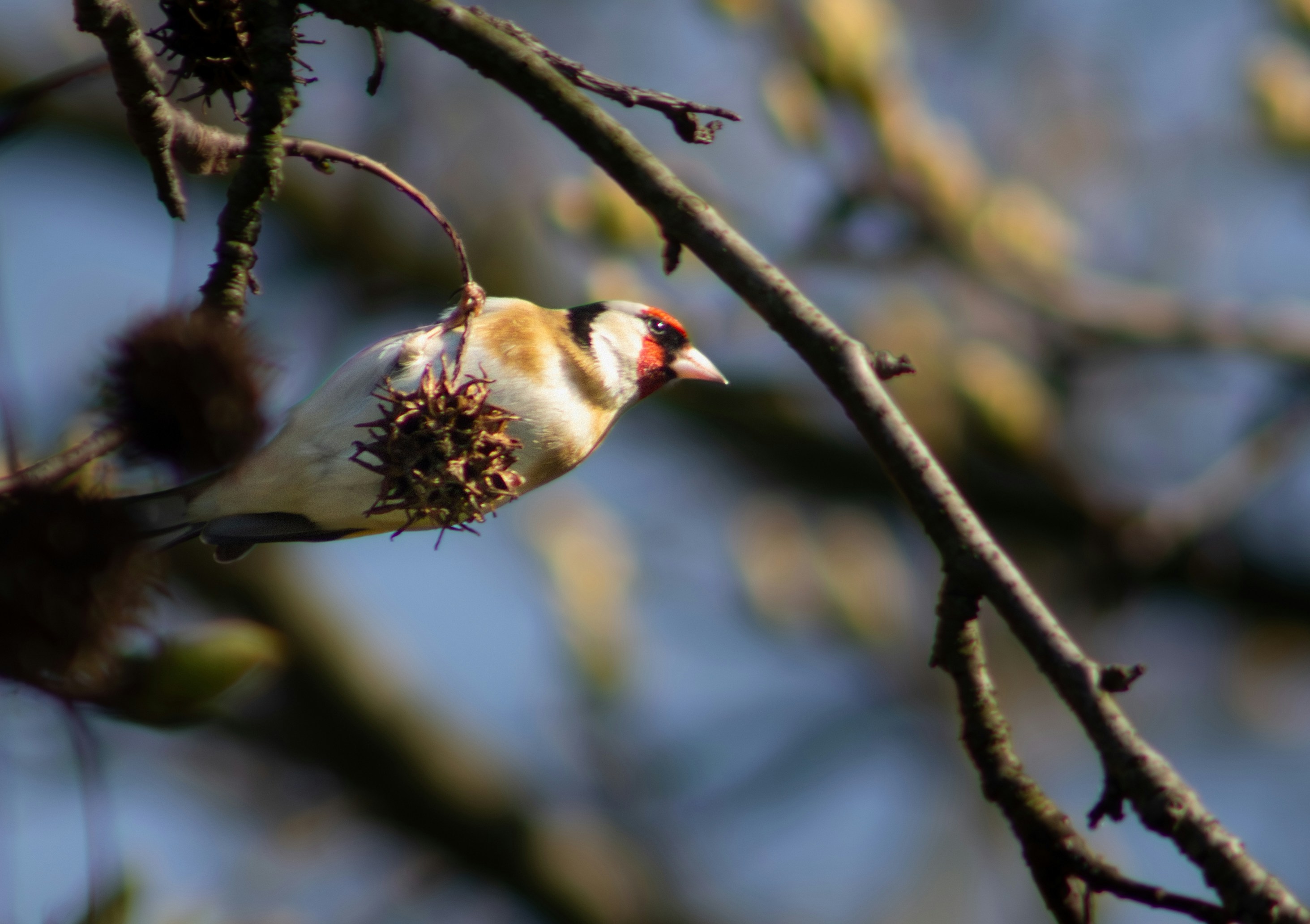 A goldfinch bird is eating a seed pod.