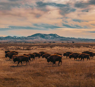 A herd of bison graze in the plains.
