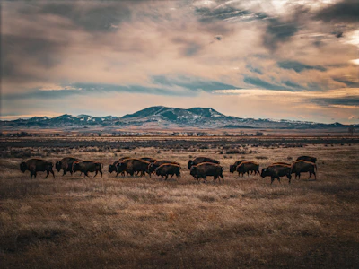 A herd of bison roams across a wide plain.