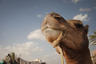 A camel looks up at the blue sky.