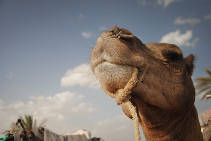 A camel looks up at the blue sky.