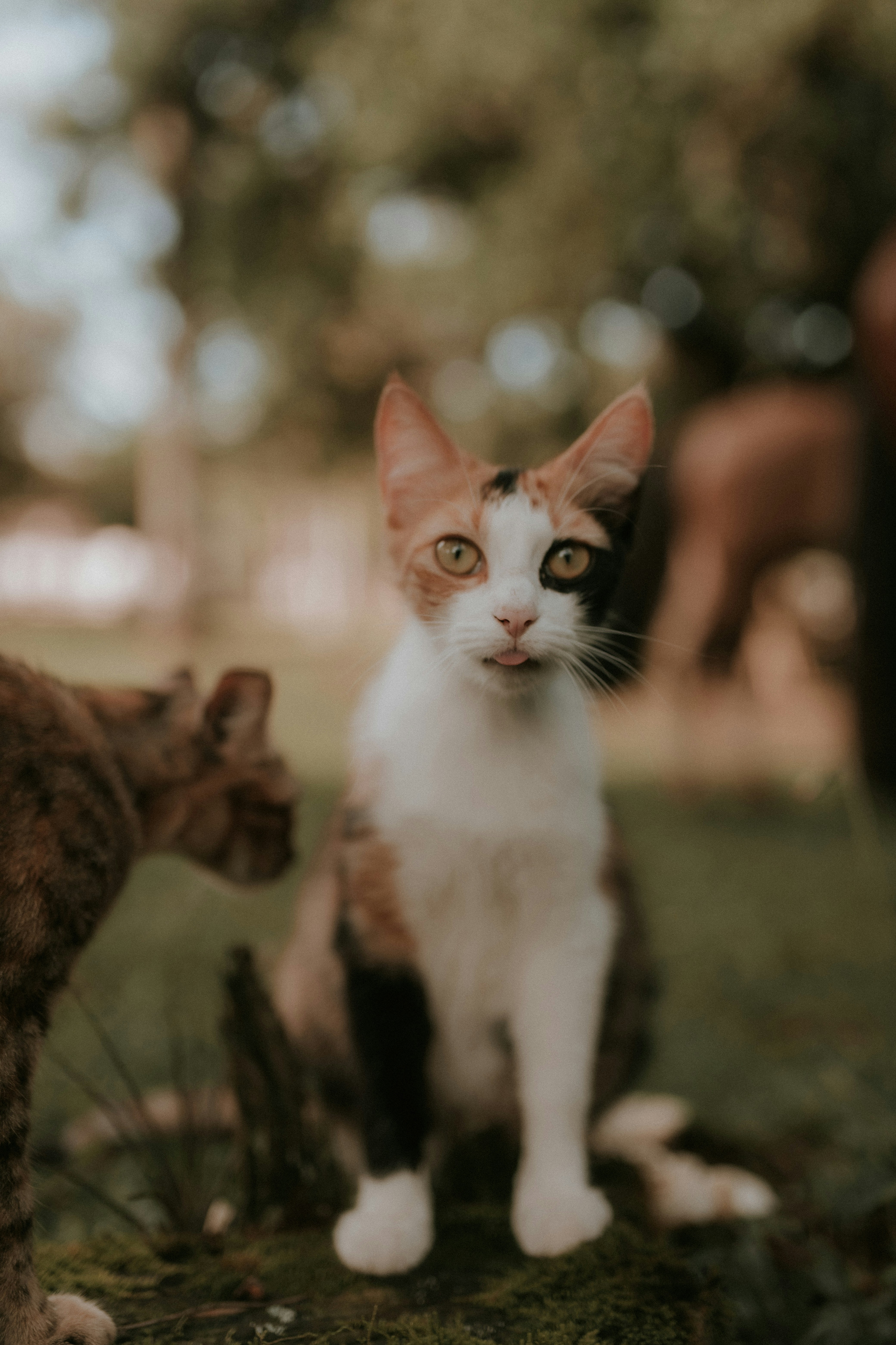 Photo by alexandermassph