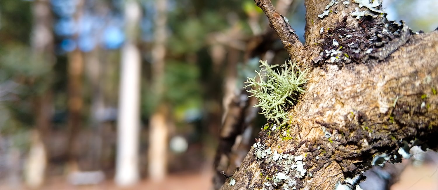 In the foreground is a brown branch with textured bark, green moss, and lichen. The background shows a forest out of focus.