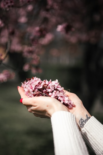 Hands delicately holding pink flower blossoms.