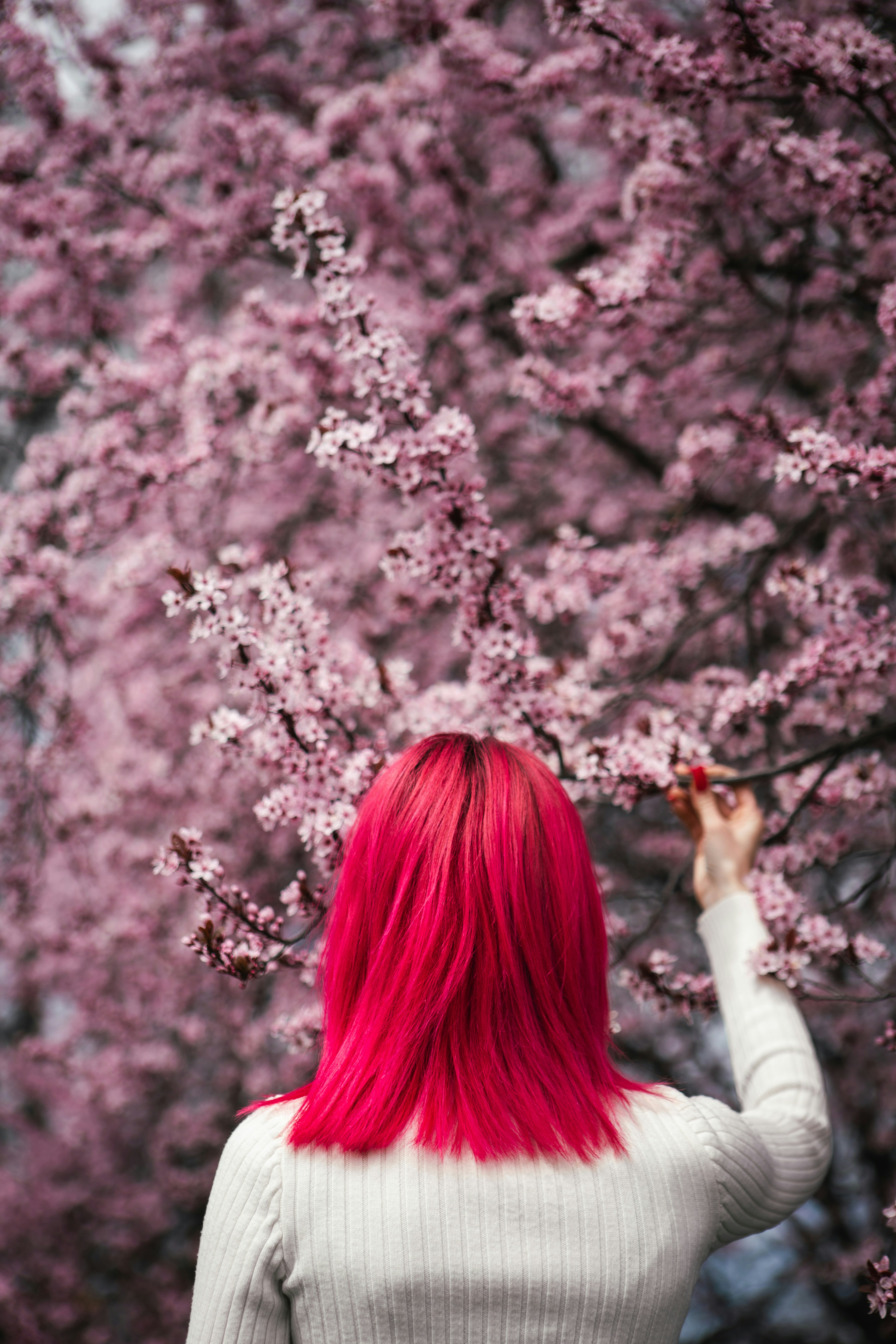 Woman with pink hair admires the blossoming tree.
