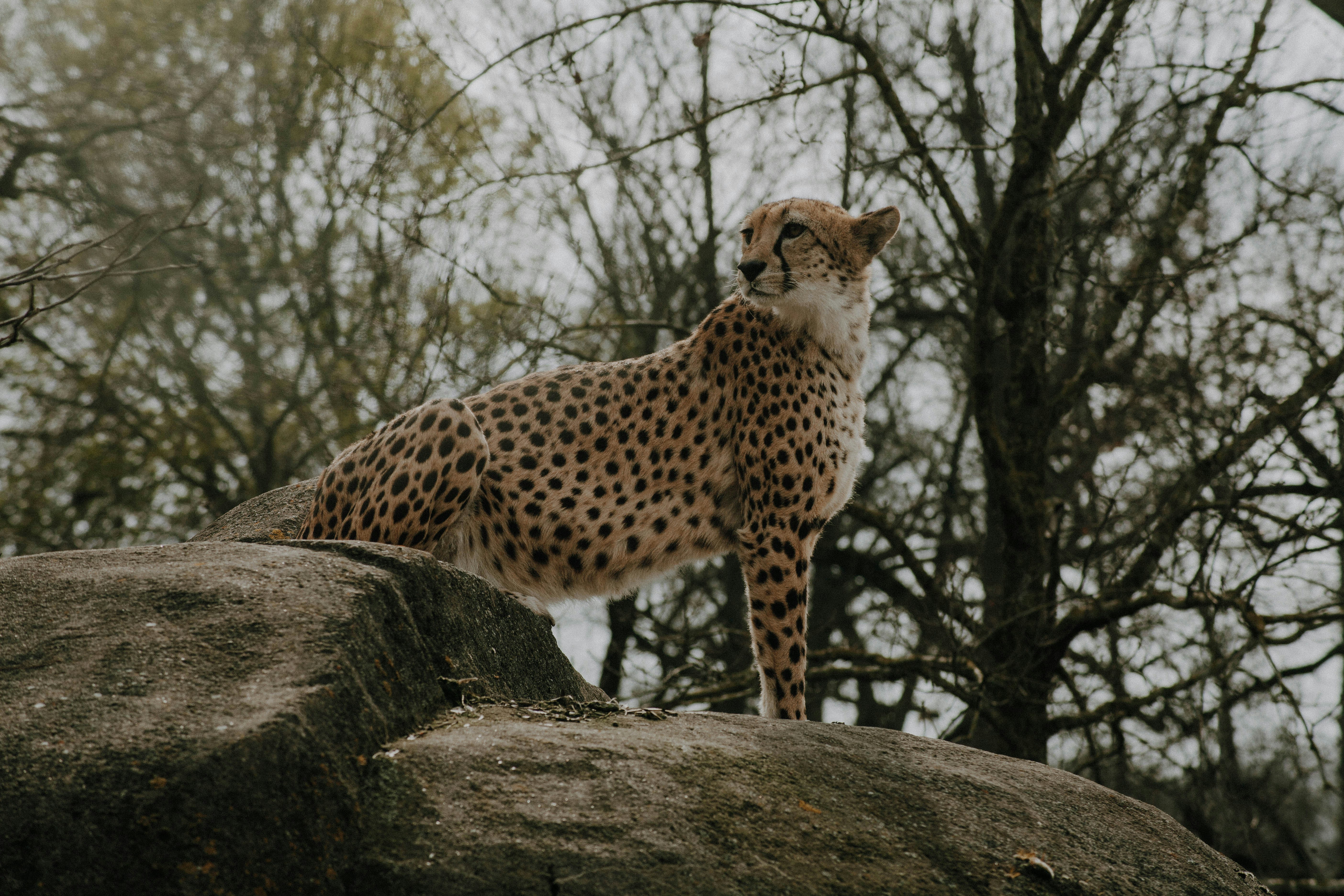 Adapted to the Heat (image credits: unsplash)