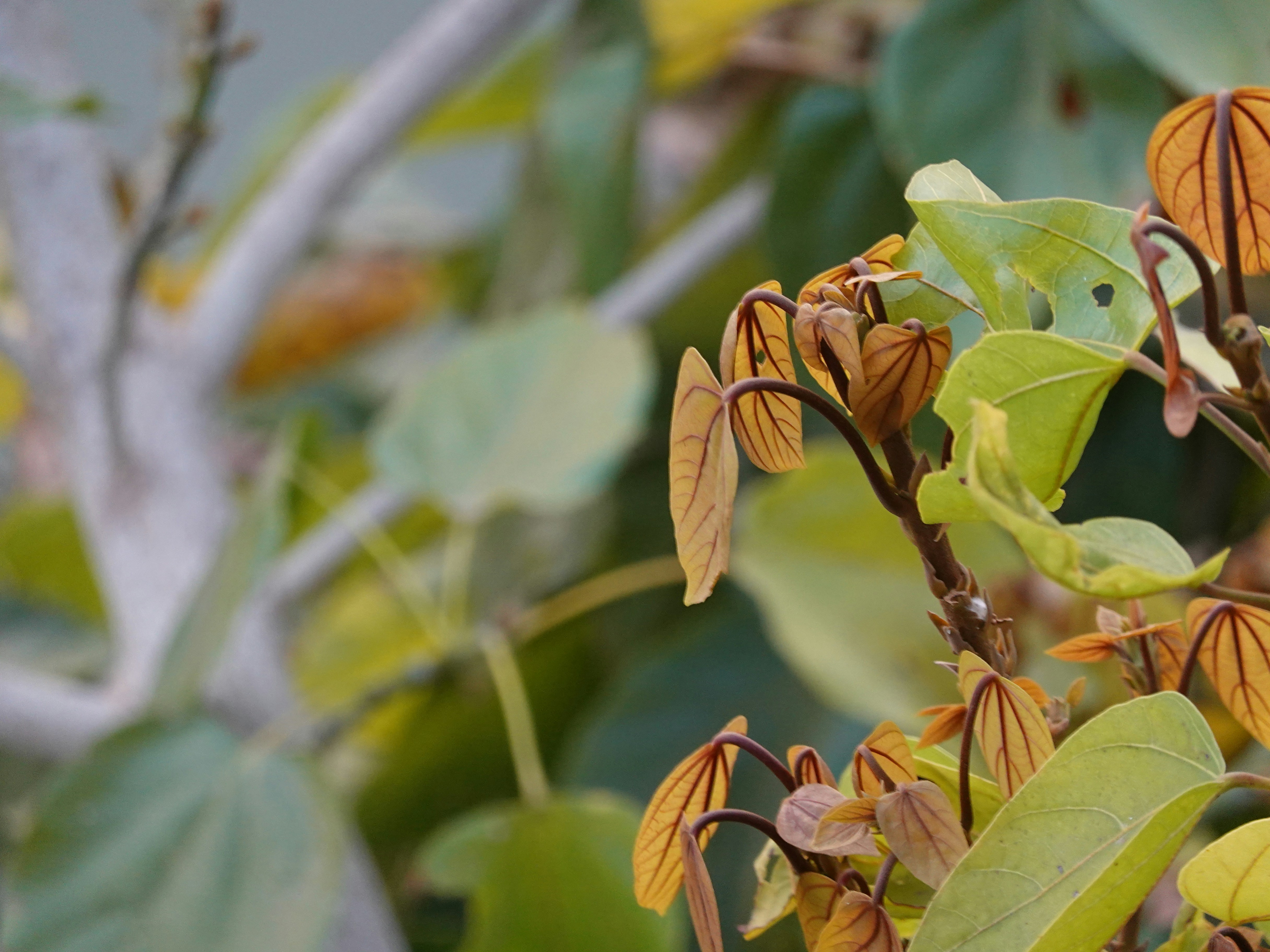 Photo by jayathir_ayachit