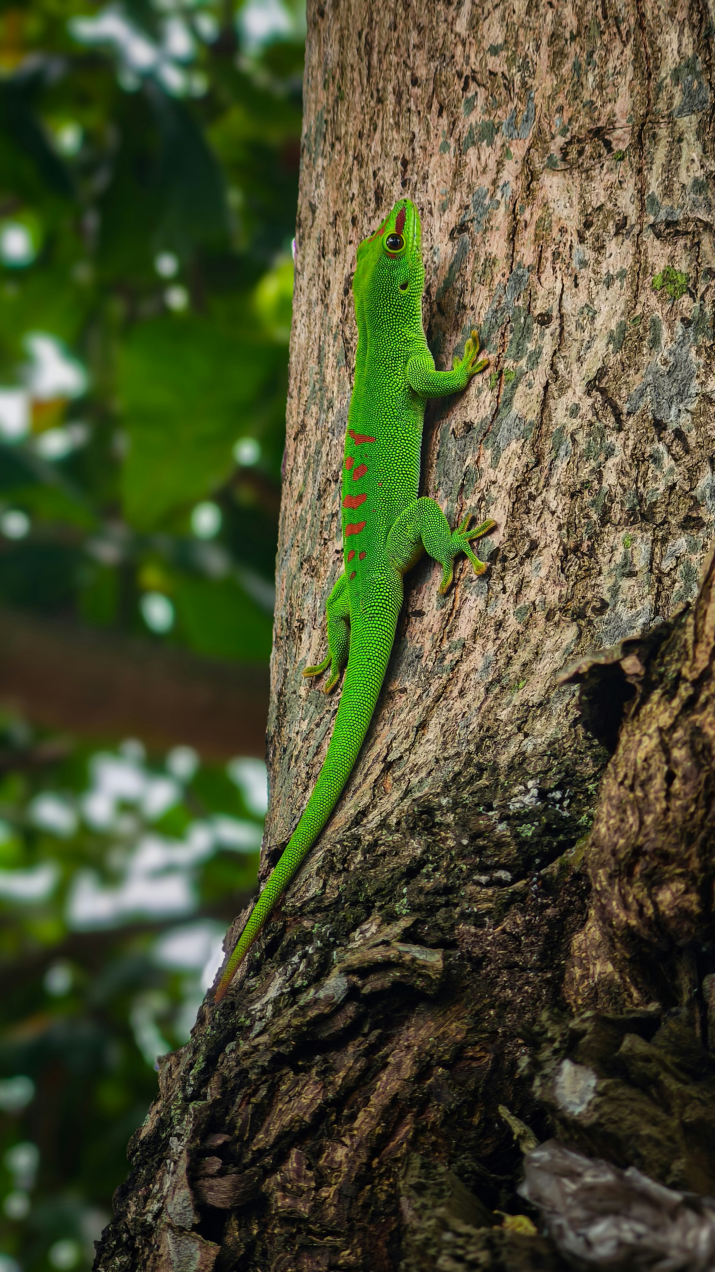 The Gecko: The Master of Anti-Gravity Movement (image credits: unsplash)