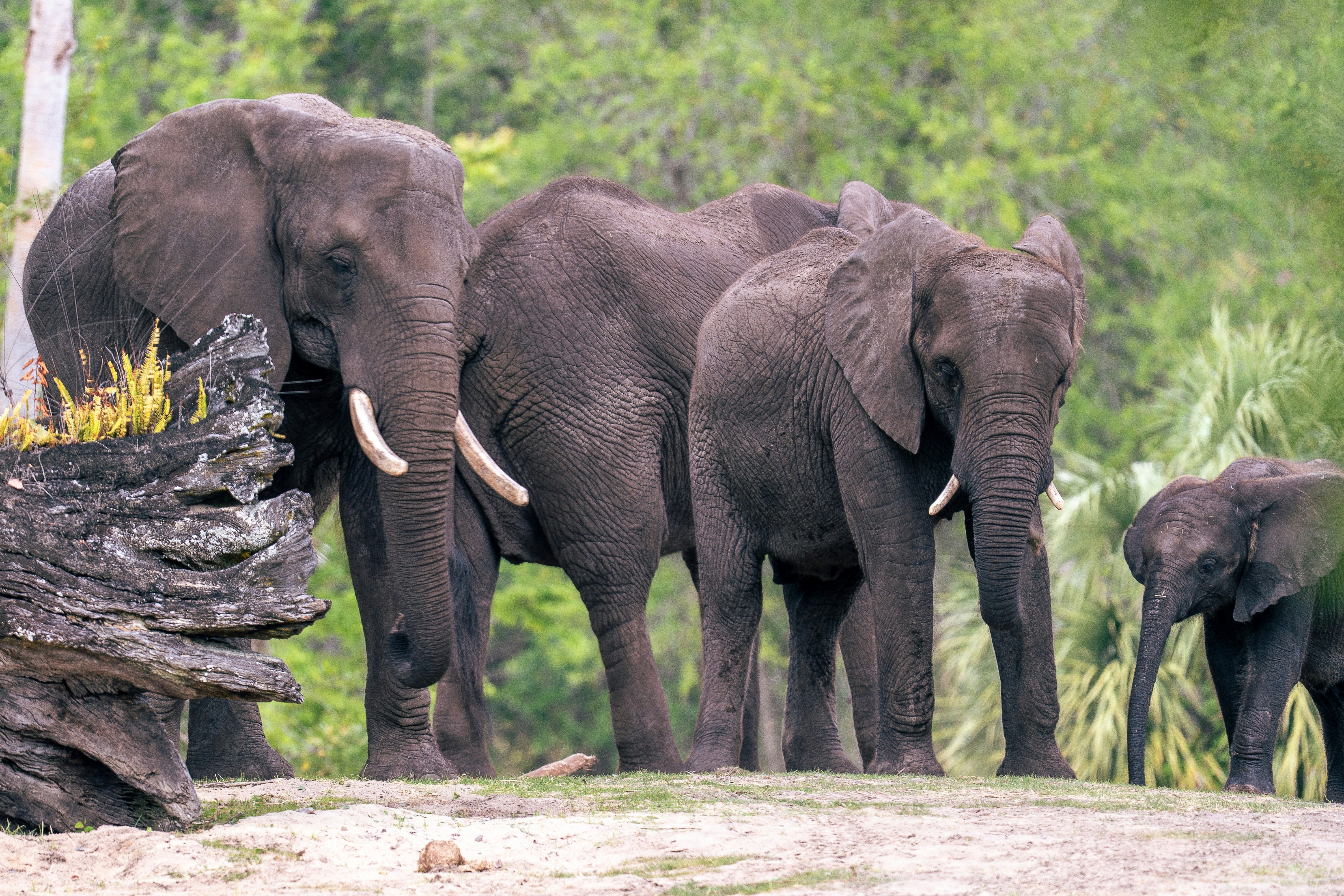 Eine Elefantenherde steht in einer natürlichen Umgebung.