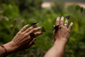 Butterflies gently land on a person's hands