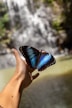 A beautiful butterfly lands on a hand.