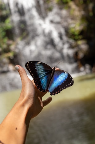 A beautiful butterfly lands on a hand.