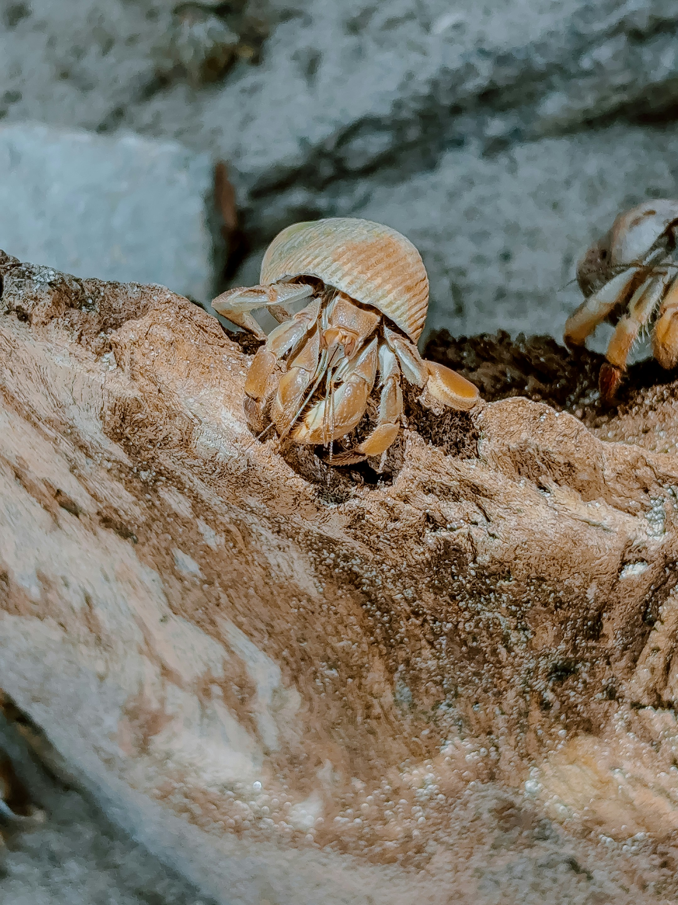 Manuel Antonio National Park - Costa Rica's Crown Jewel