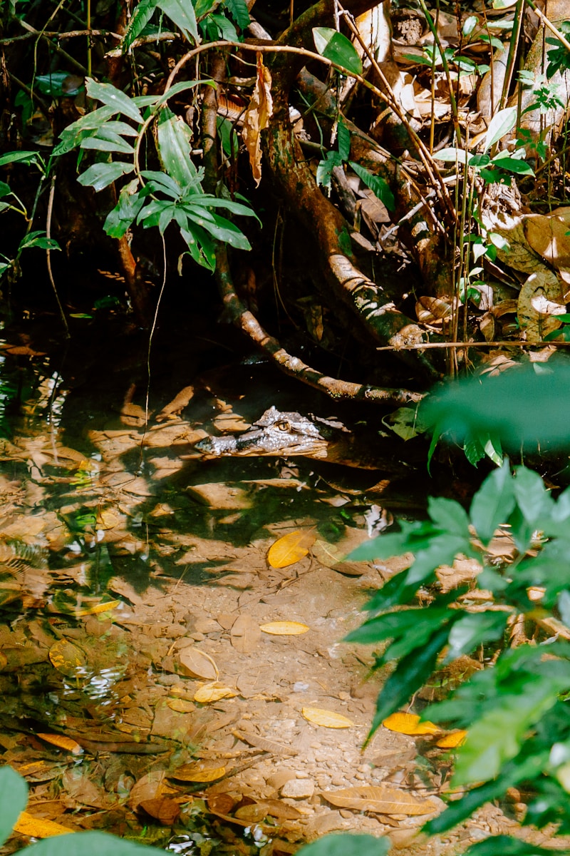 Tortuguero National Park