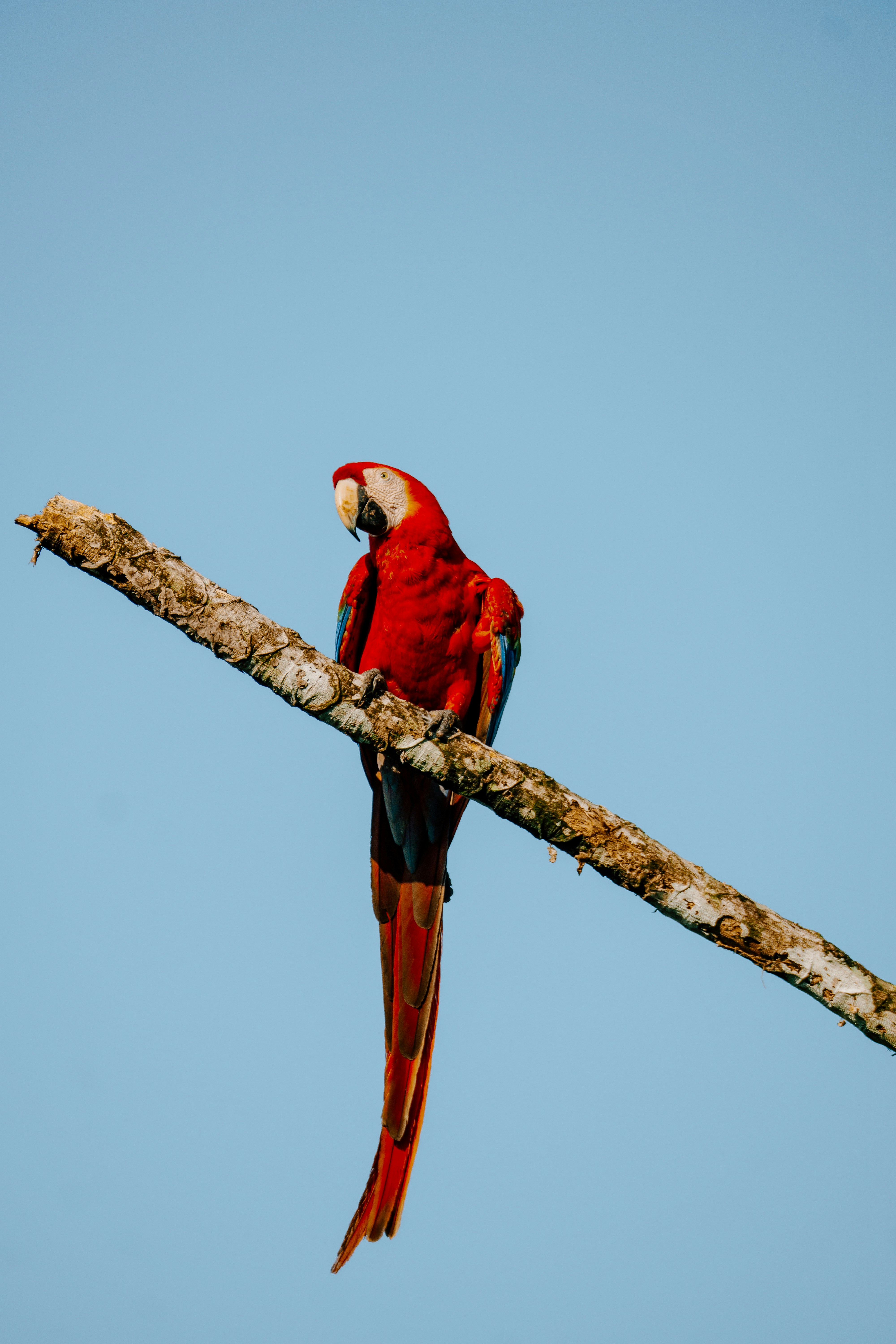 Oiseaux et chansons : développer la communication chez les enfants avec troubles du langage.