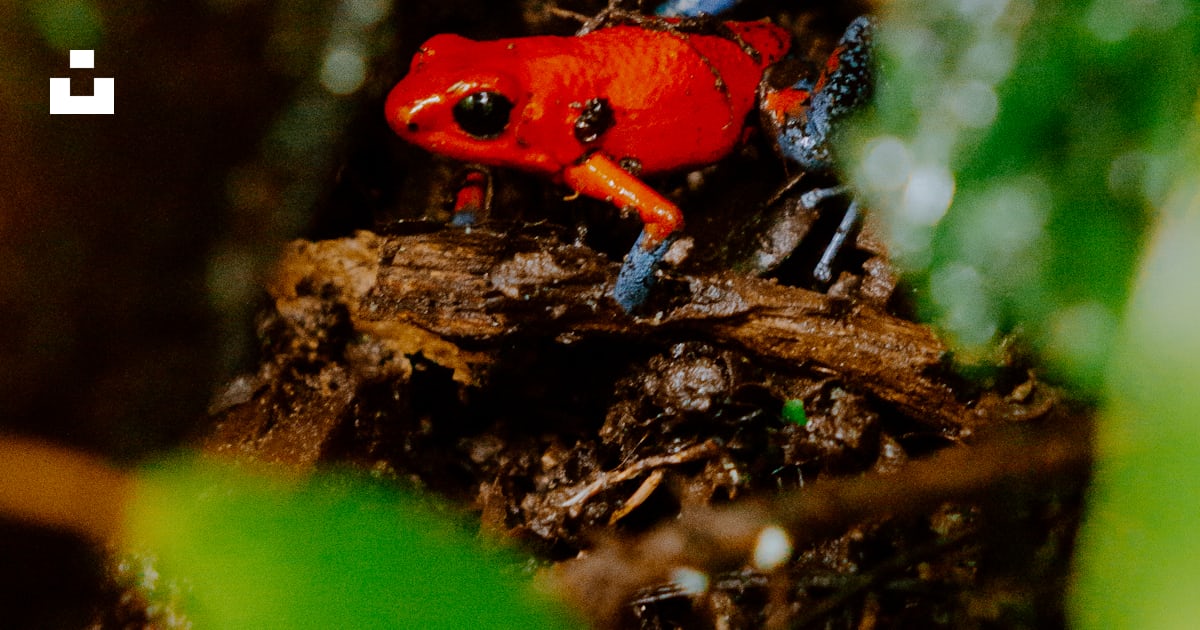 Une grenouille rouge vif se perche au milieu de la verdure. photo ...