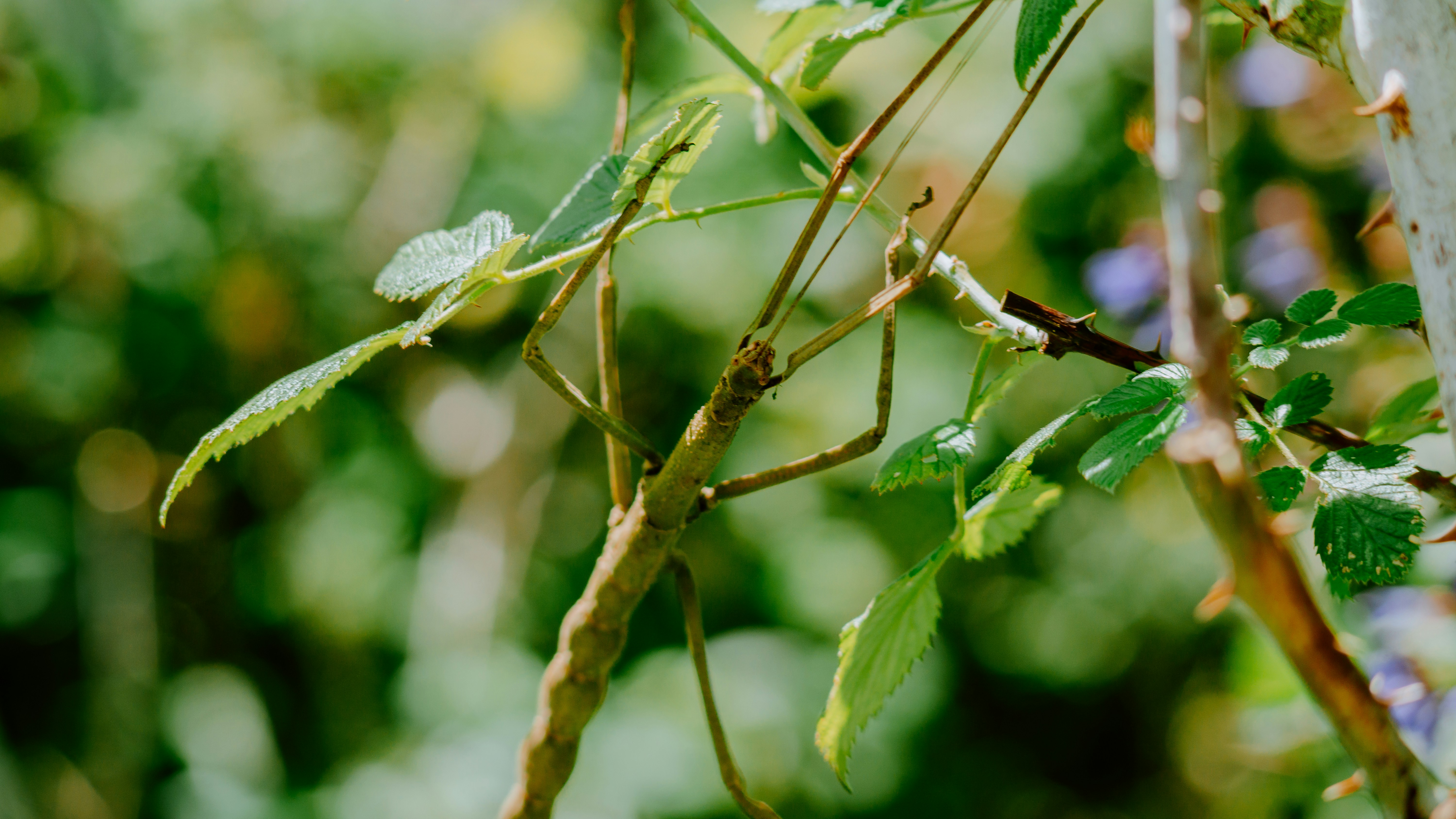 Photo by filizelaerts