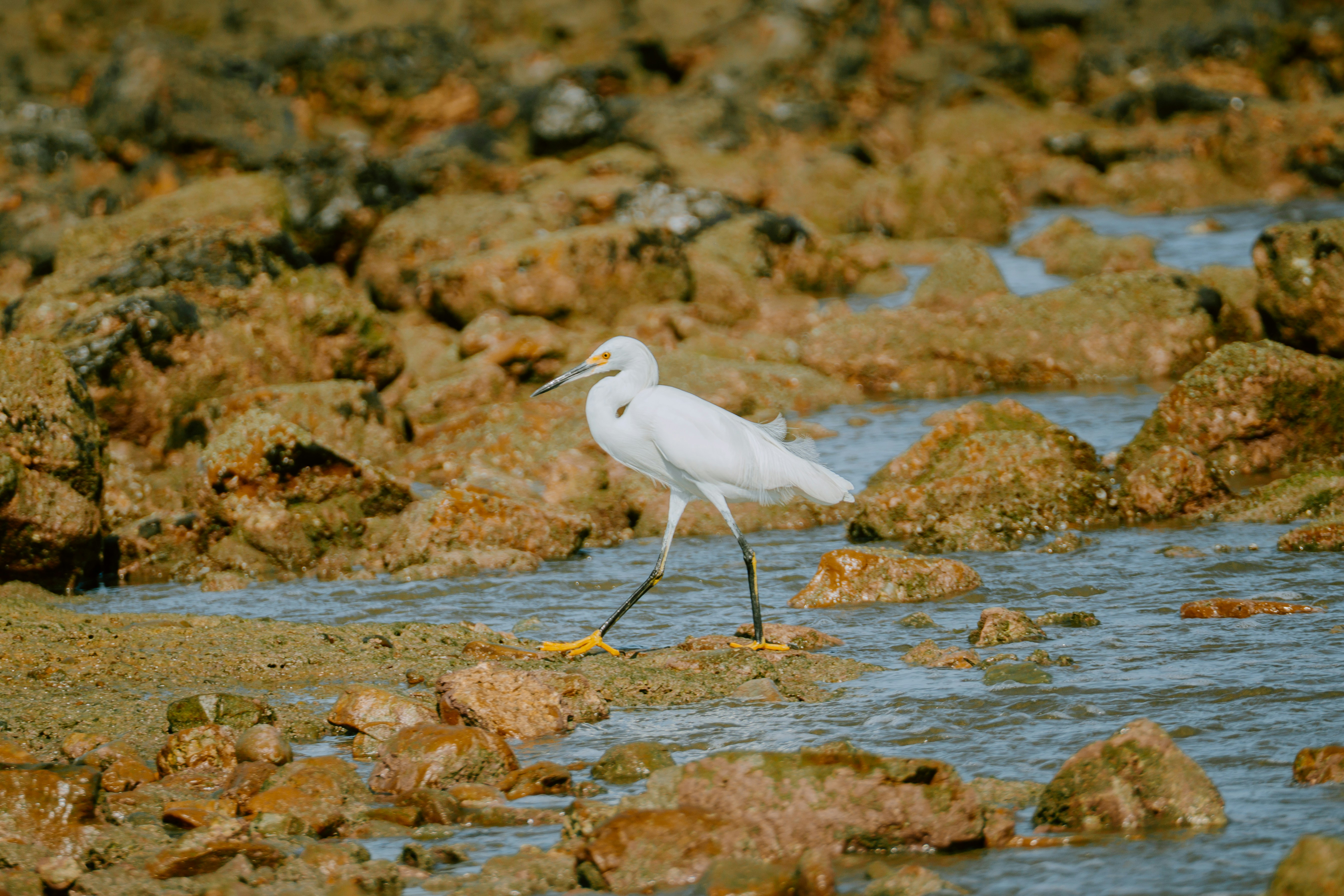 A white heron walks across the rocky shore., 