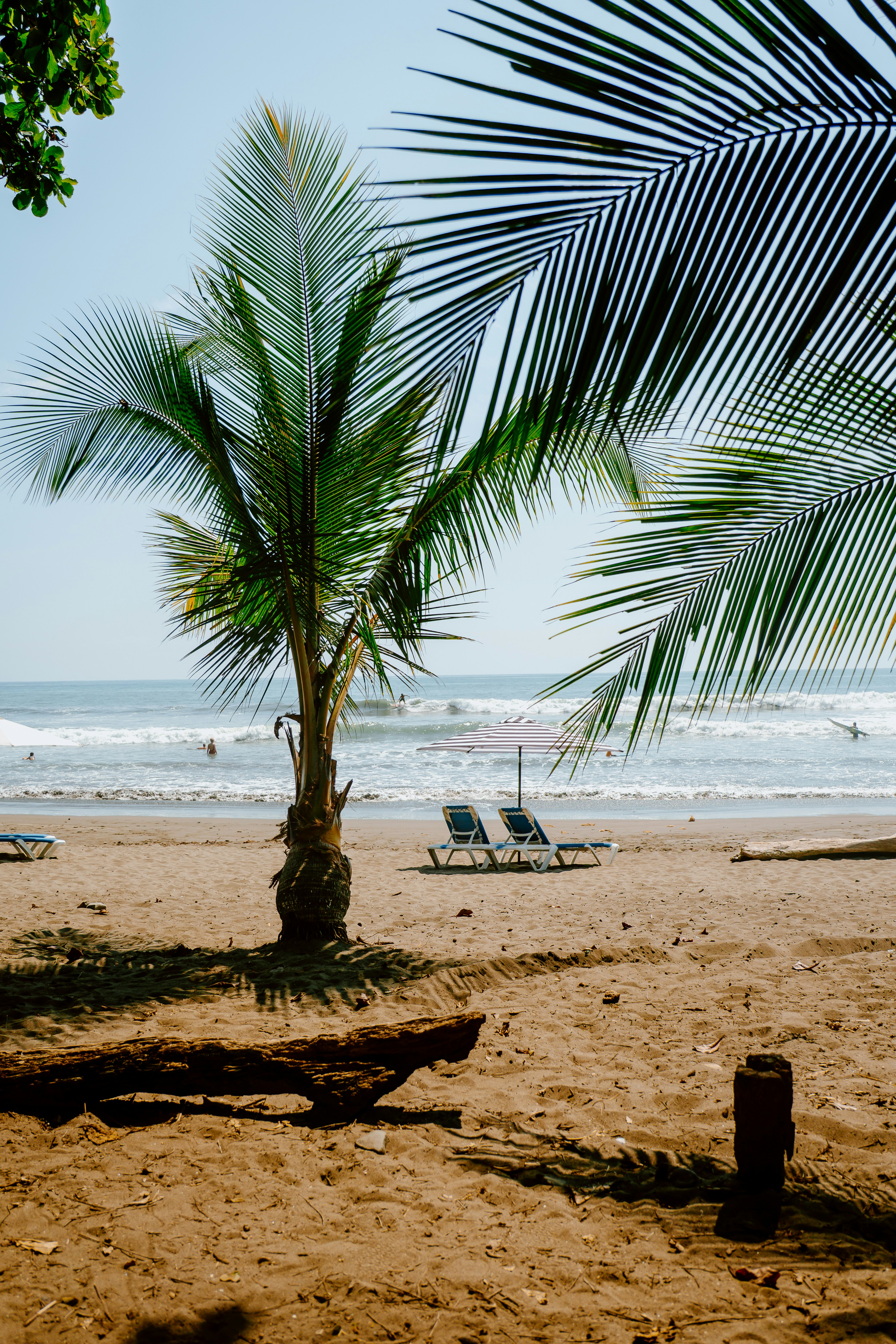 Palm trees frame a sunny beach with the ocean.