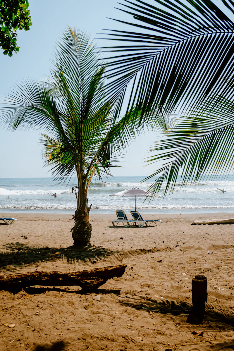 Palmeras inclinadas sobre una playa de la península de Nicoya