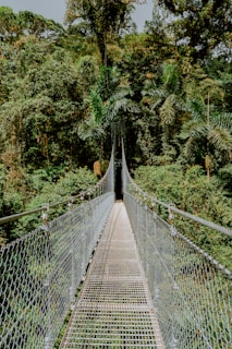 Suspension bridge in lush green forest.