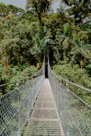 Suspension bridge in lush green forest.