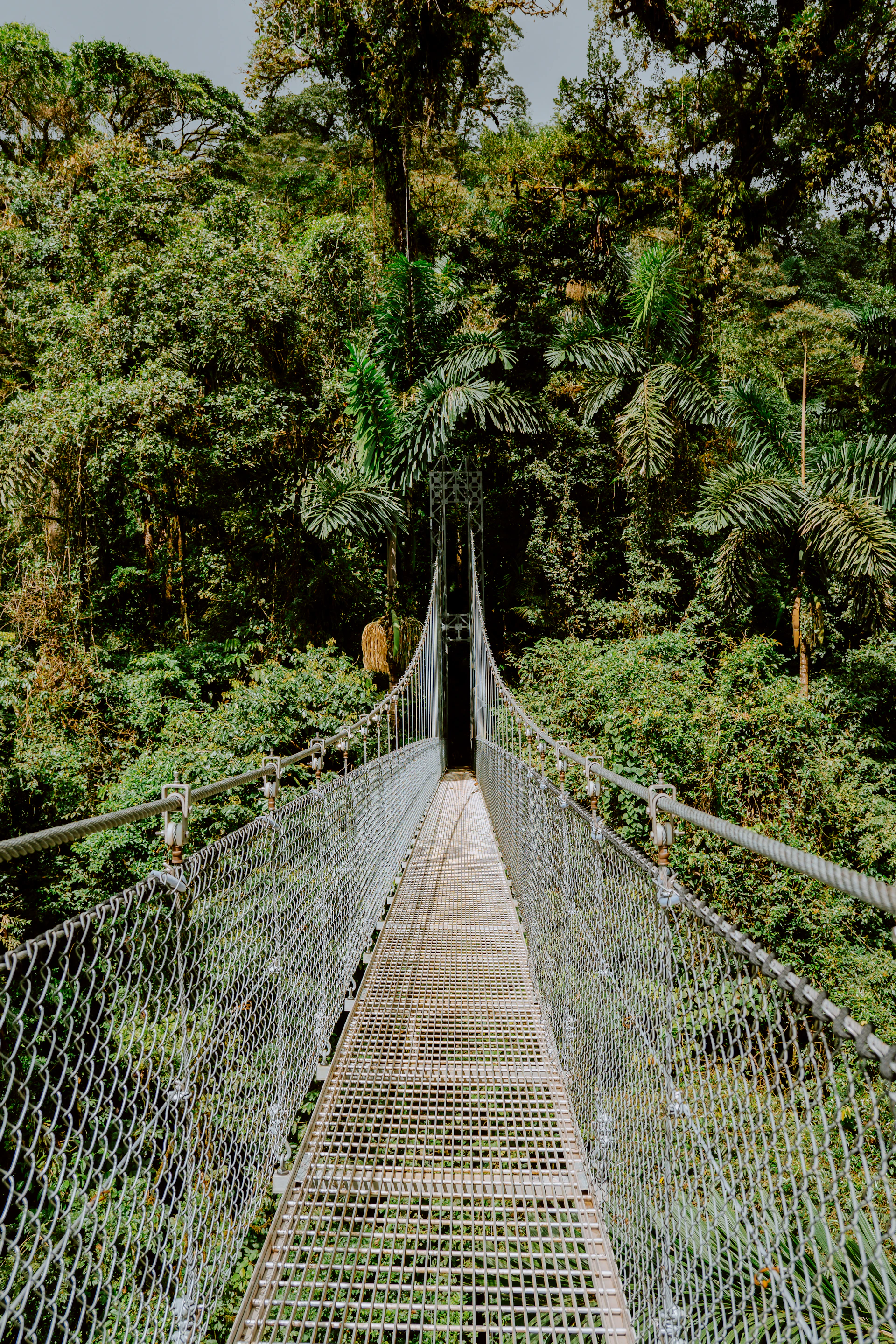 Suspension bridge in lush green forest.