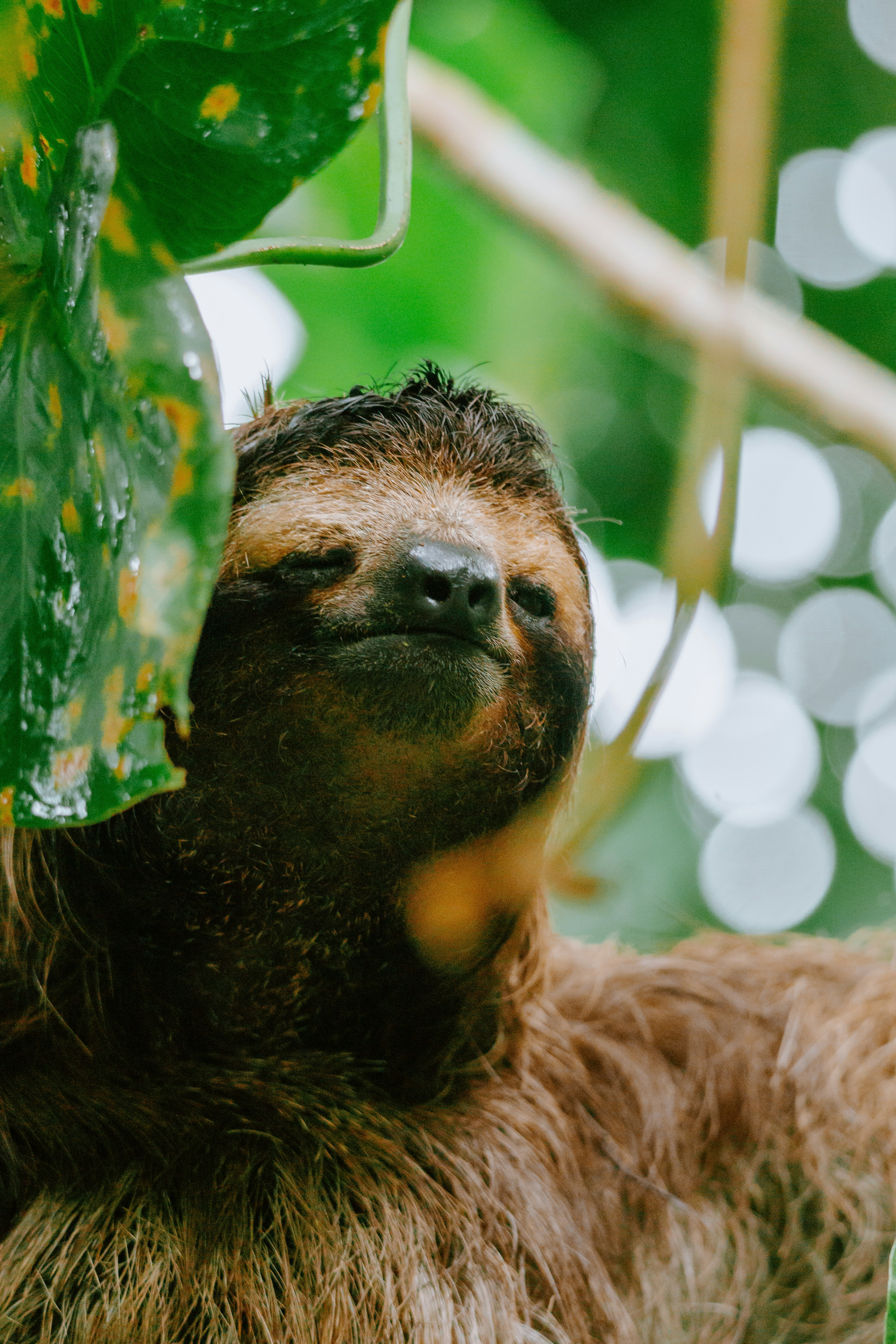 Cover Image for AG Sloworker