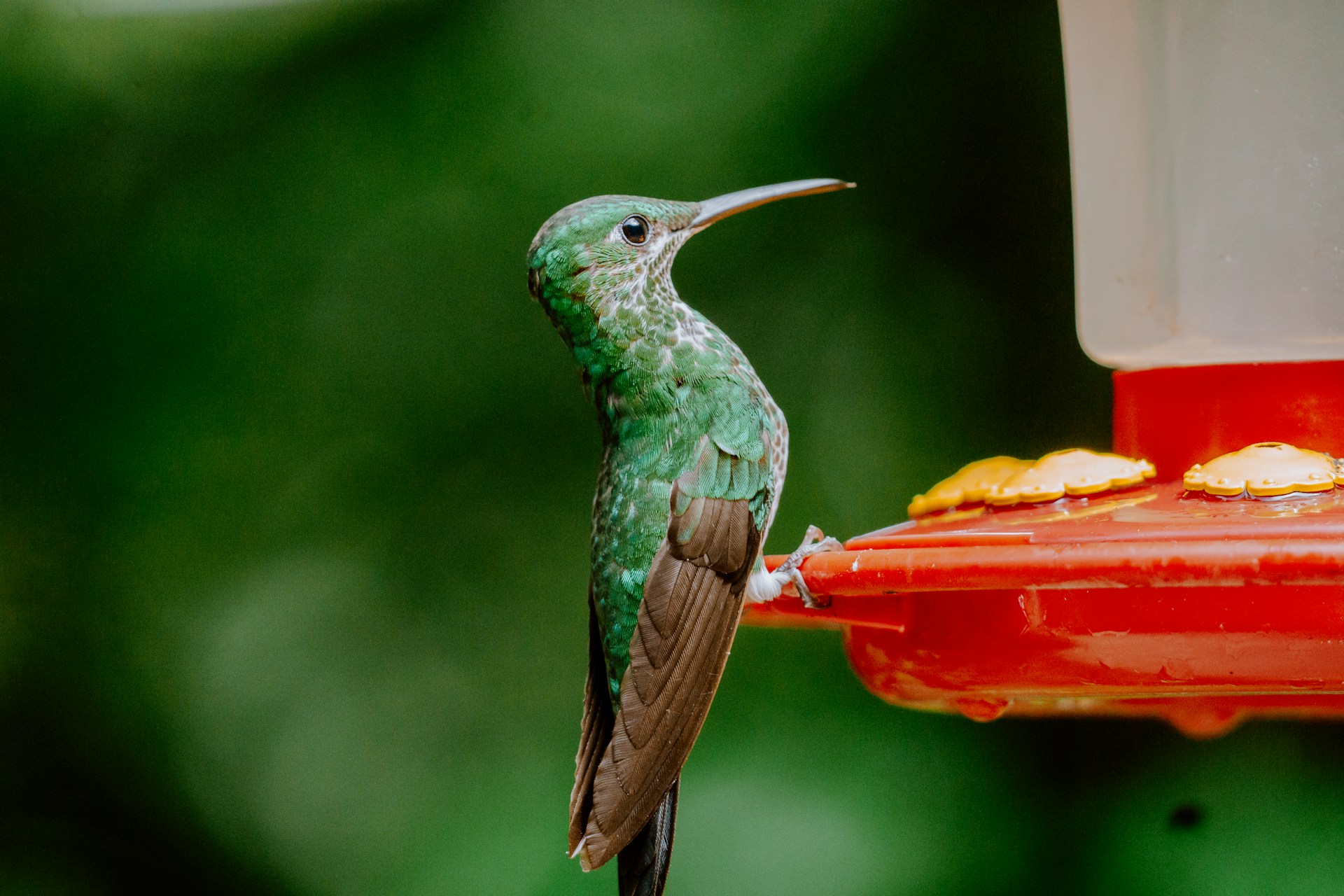 A green hummingbird sits beside its feeder.