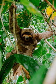 A sloth hangs from a tree branch.