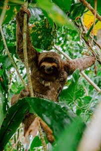 A sloth hangs from a tree branch.
