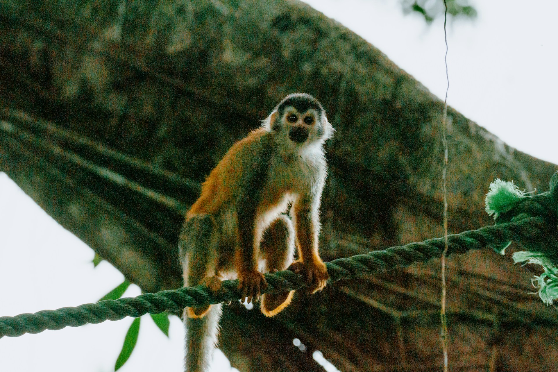 A monkey sits on a rope in the jungle.