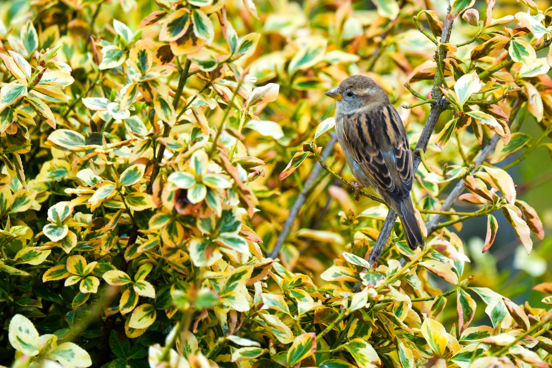 A sparrow perches on a leafy, colorful bush.
