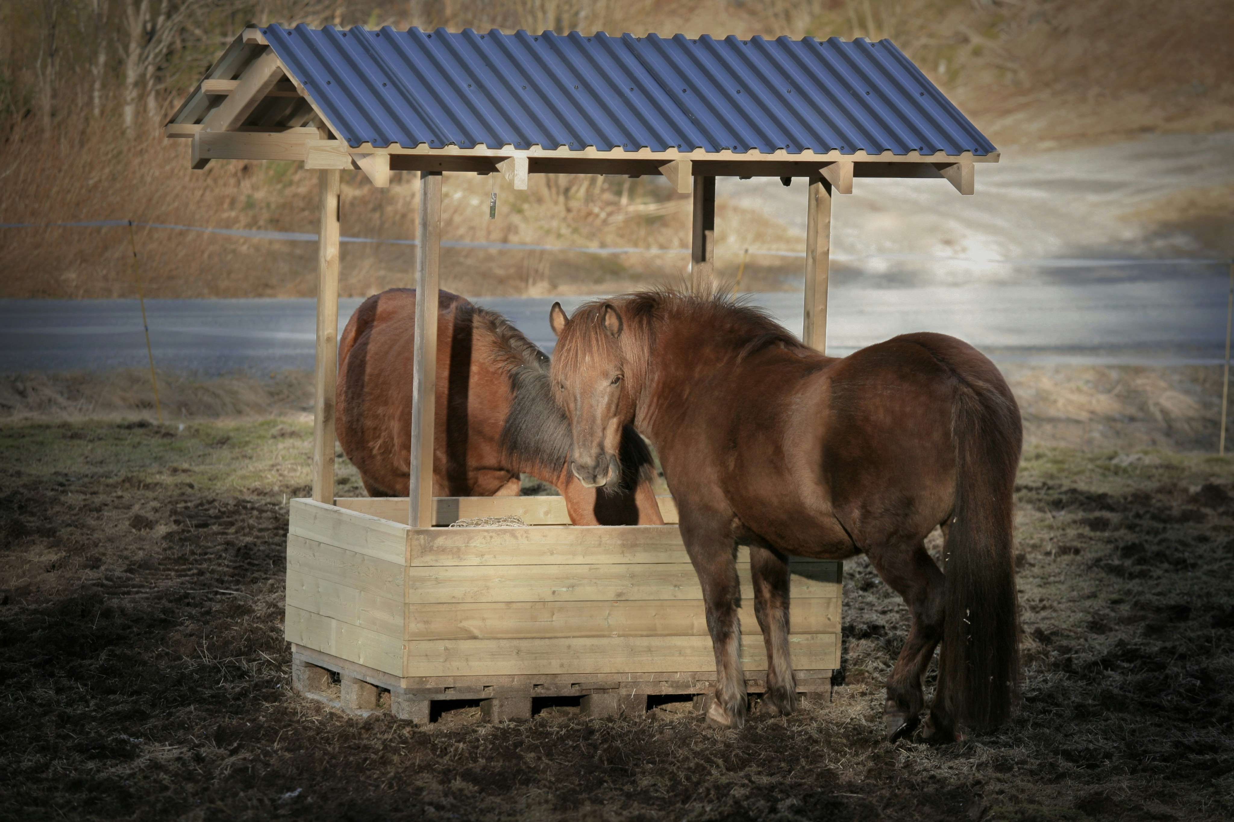 Horses eat from a sheltered trough.