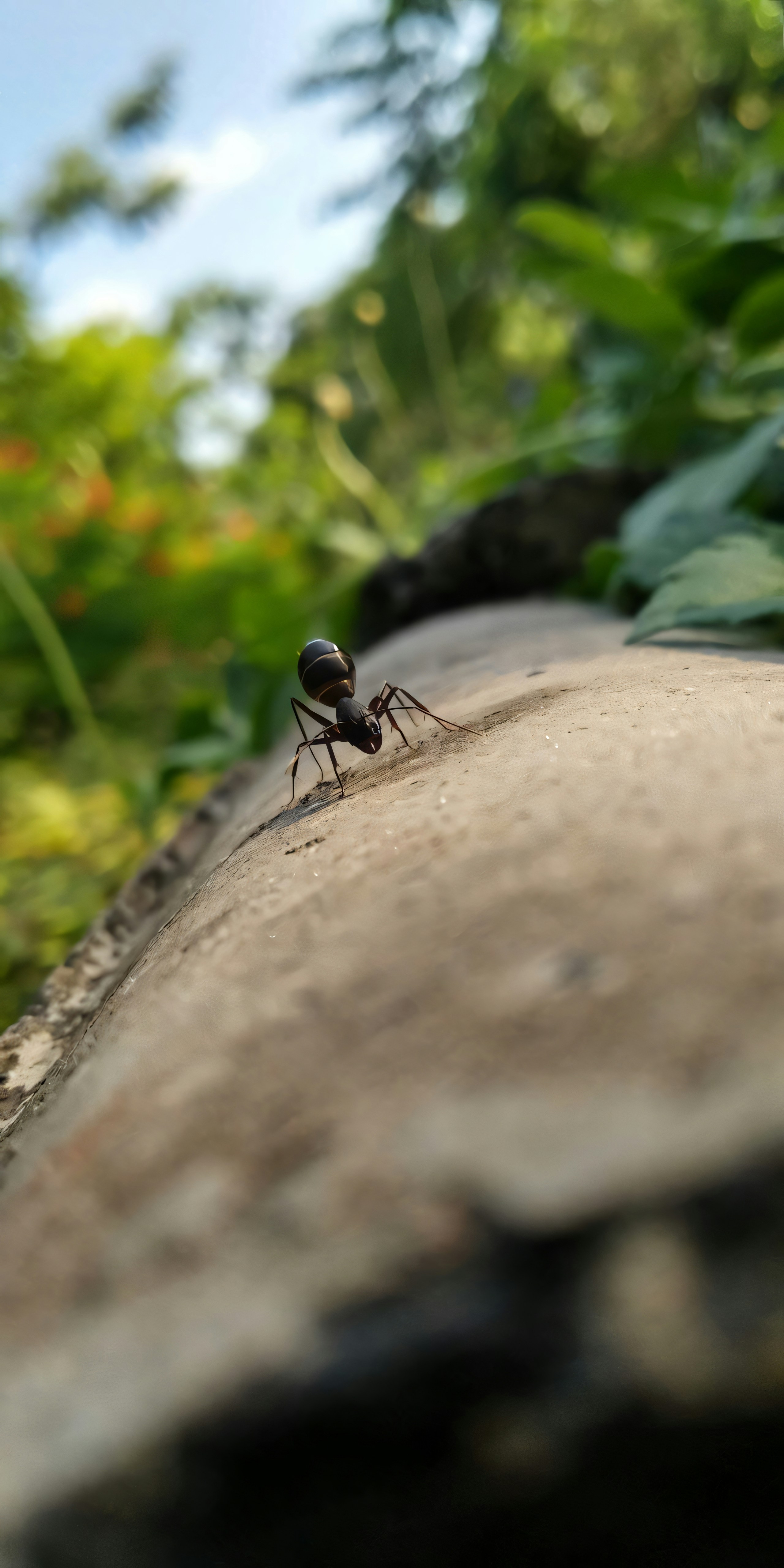 An ant walks on a brown, uneven surface.