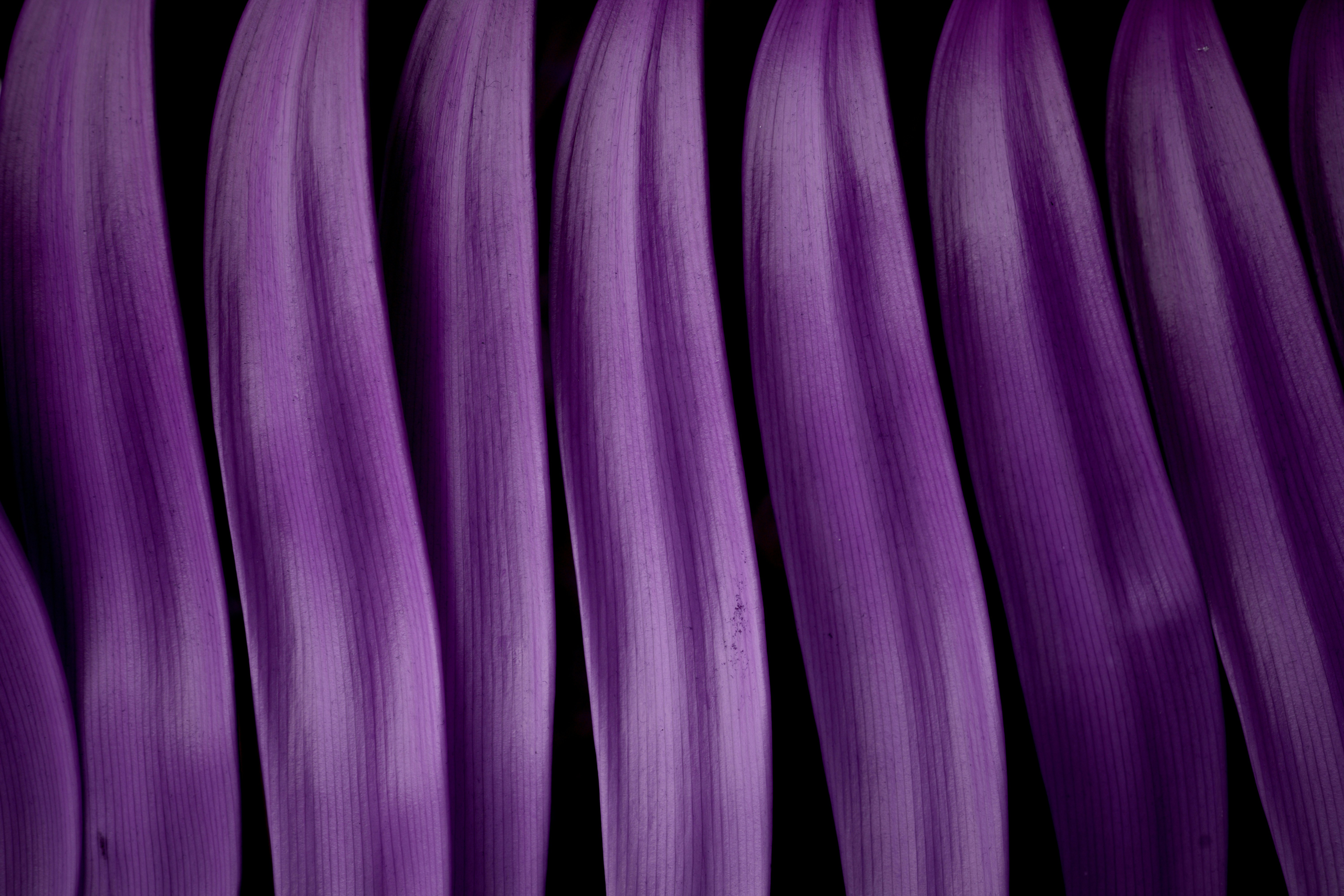 Purple vertical lines against a black background.